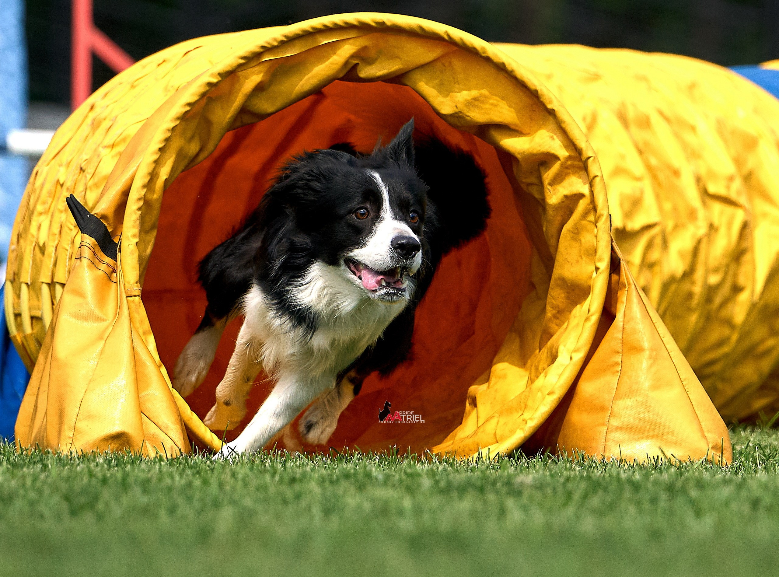 Аджилити — галерея NATRIEL