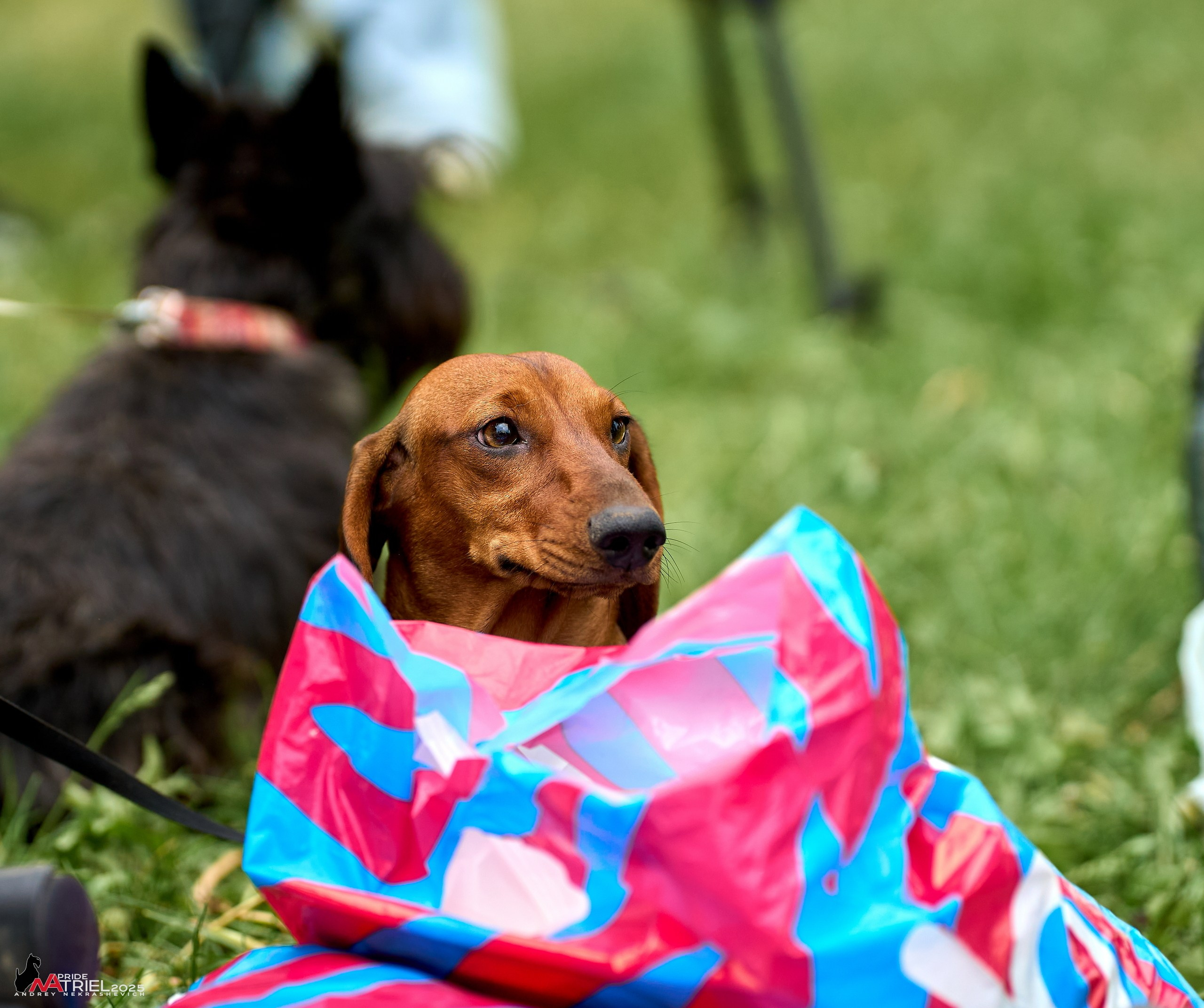 Russian Extreme Dog Trail — 2025