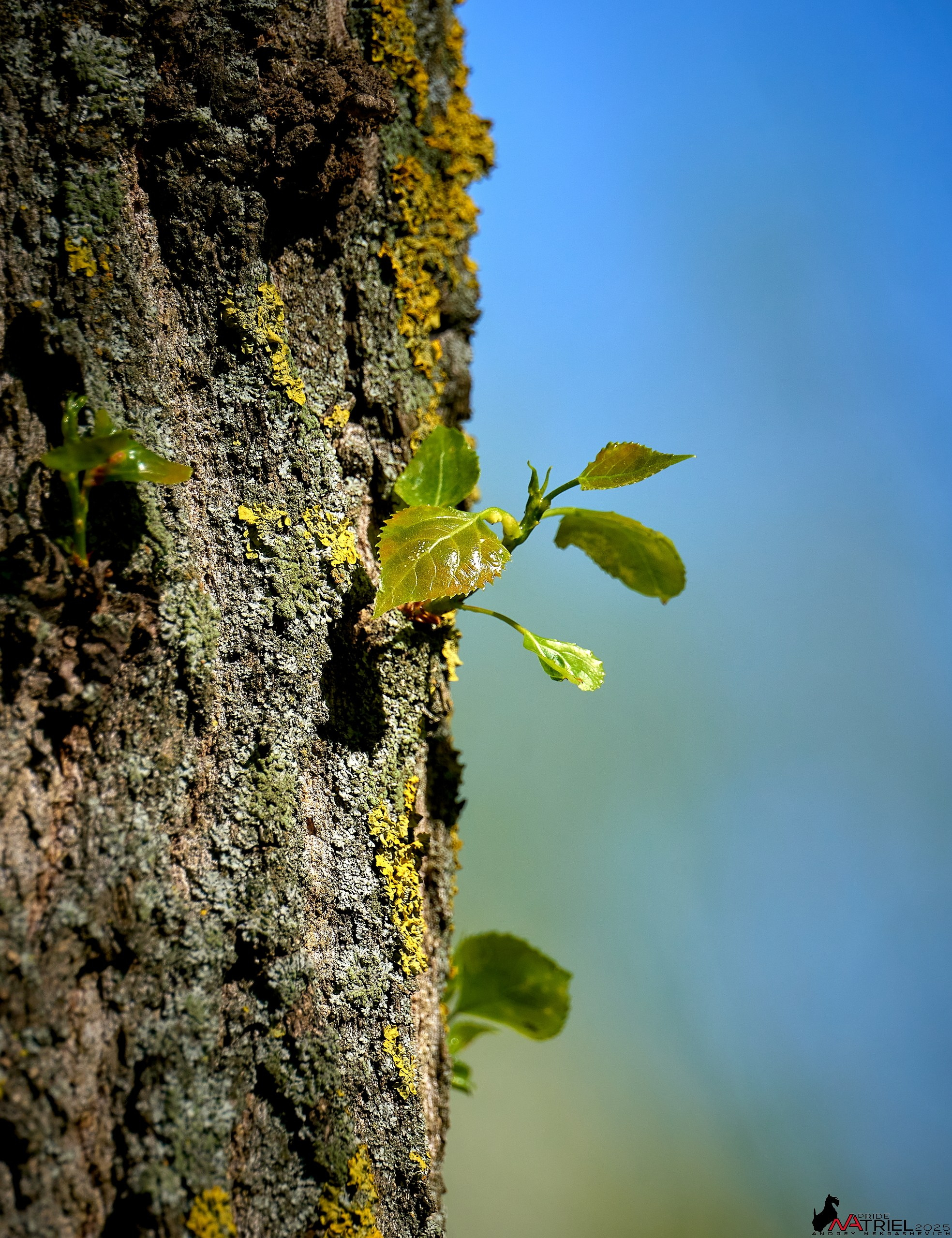 Природа в апреле. Всё в цветении!