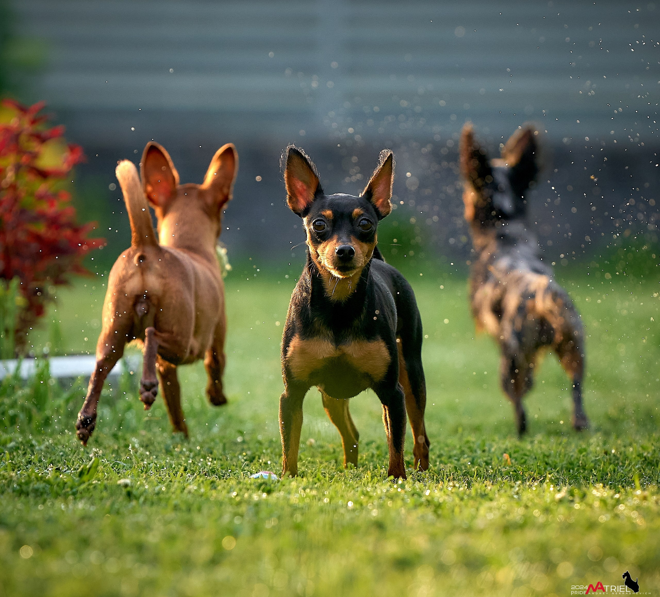 Фотопрогулка с крысариками