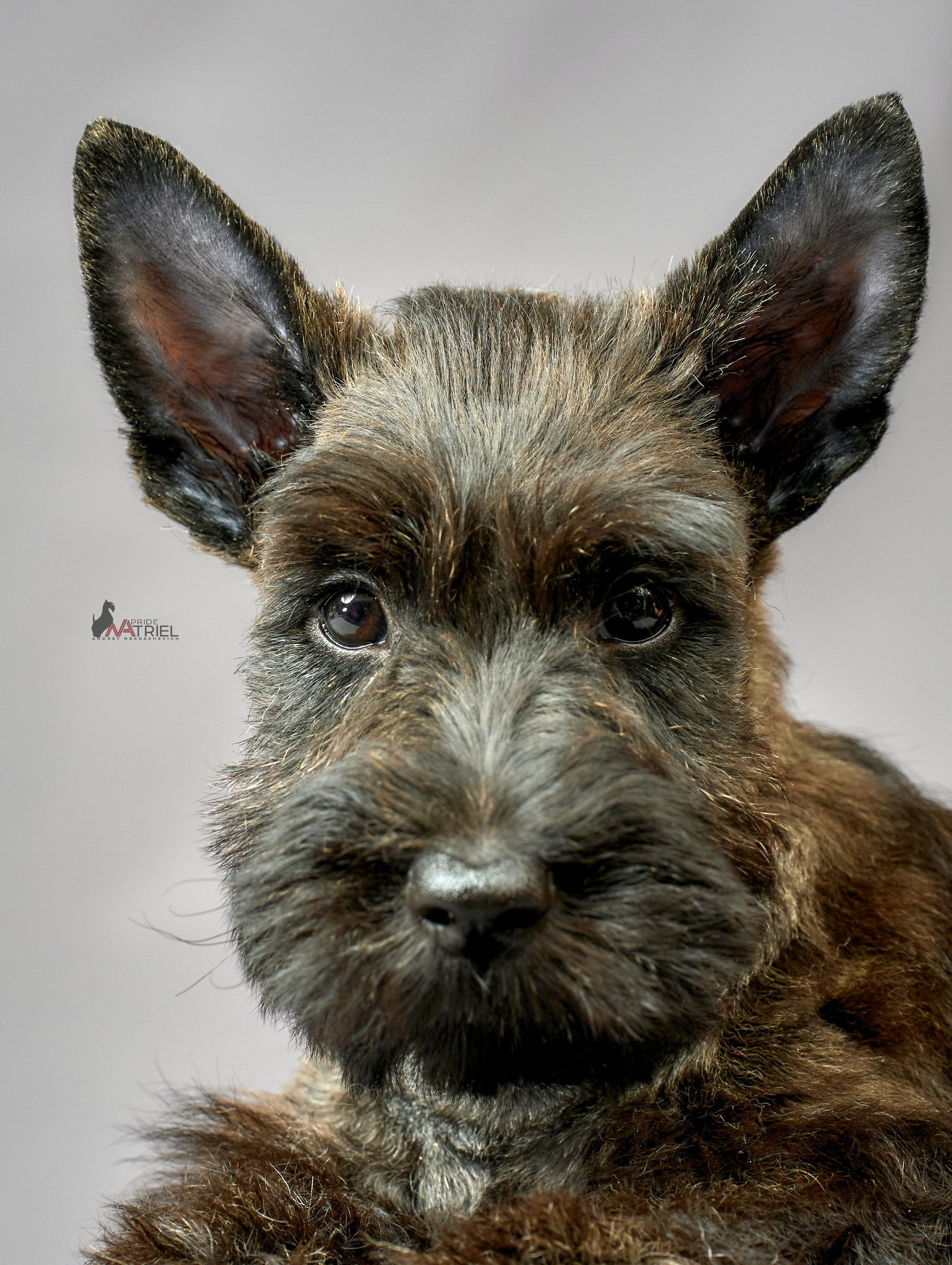 Съемка щенков скотч-терьеров