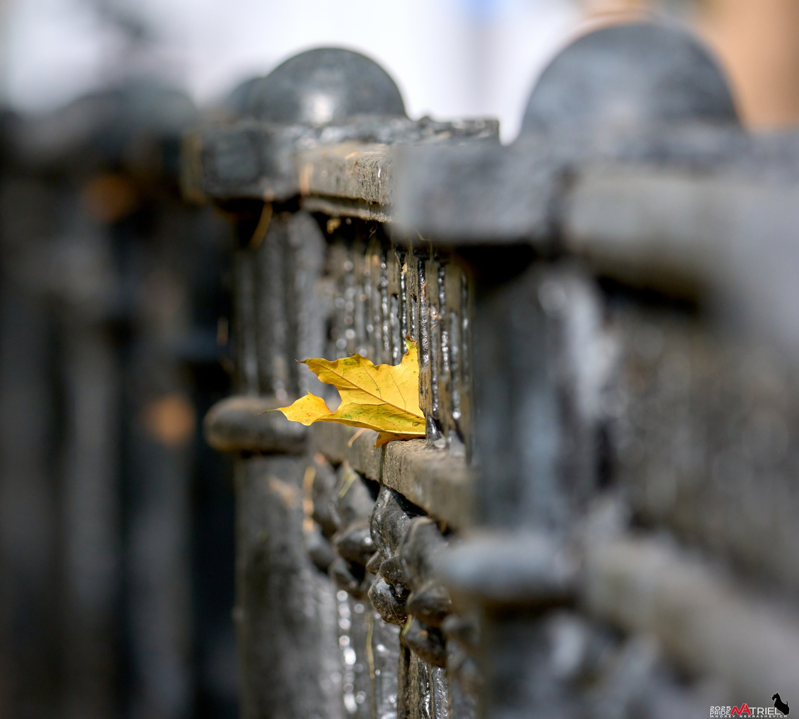 Съемка с объективом Sony 200-600 на камеру Sony A1m2