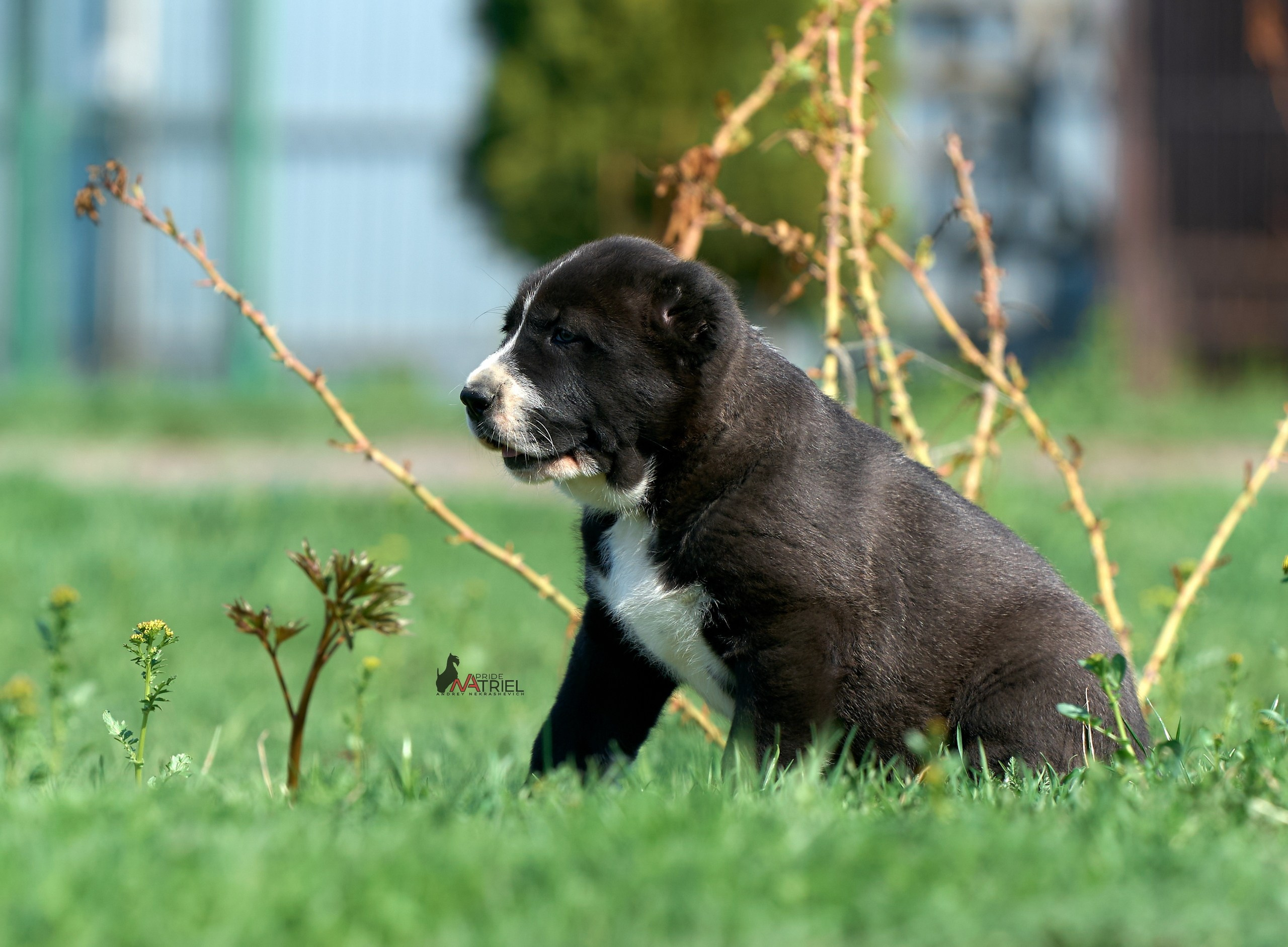 Среднеазиаты — щенки и взрослые