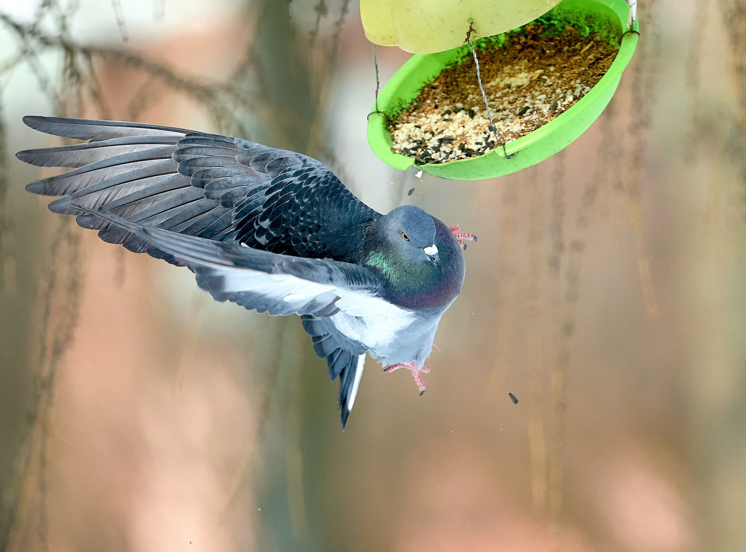 Фото птиц — галерея NATRIEL