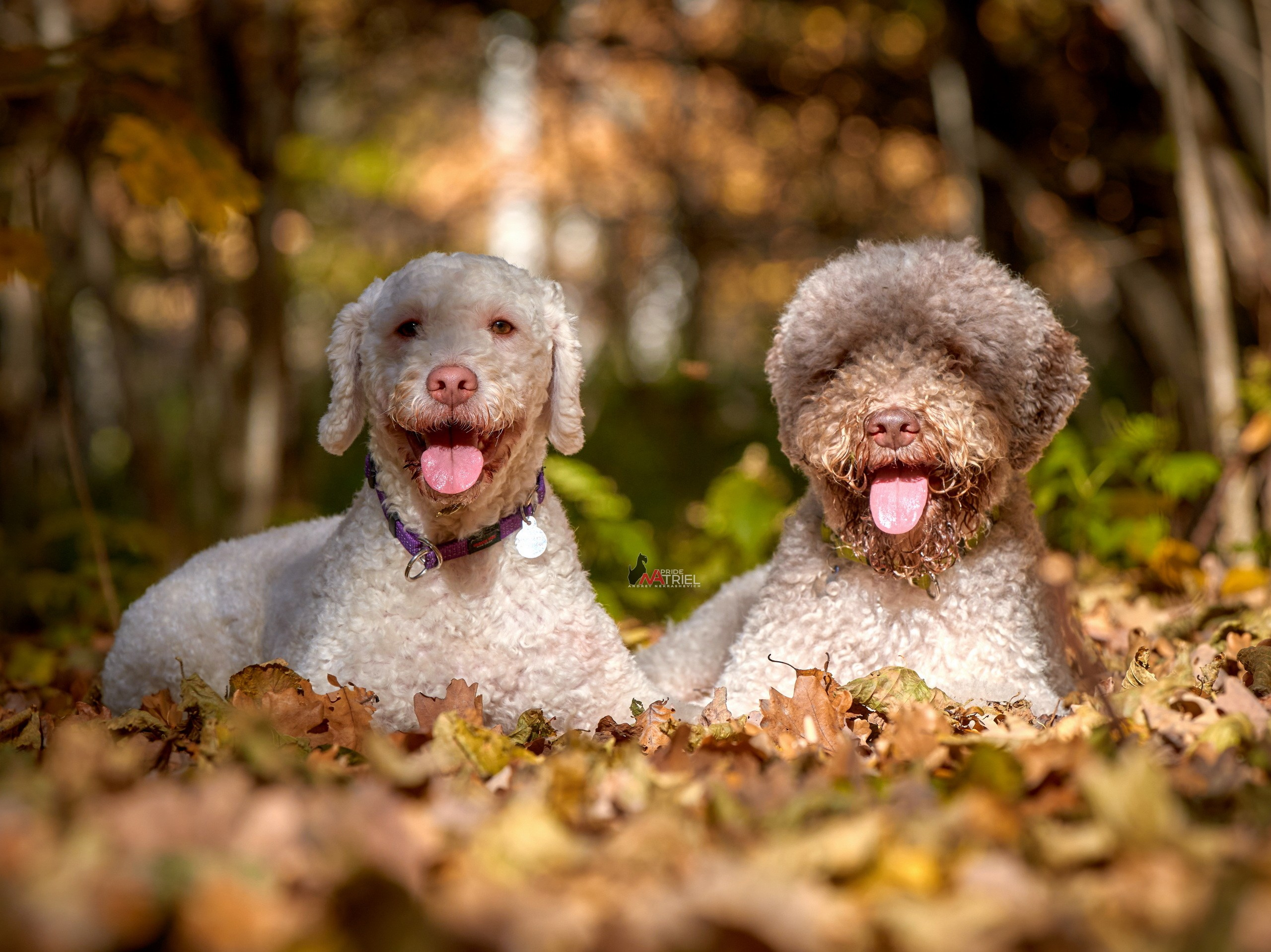 Портреты собак — галерея NATRIEL