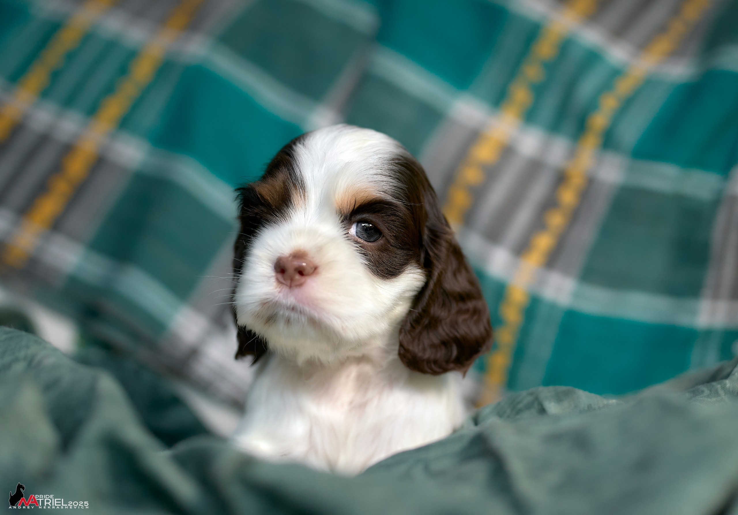 Щенки АмКокеров