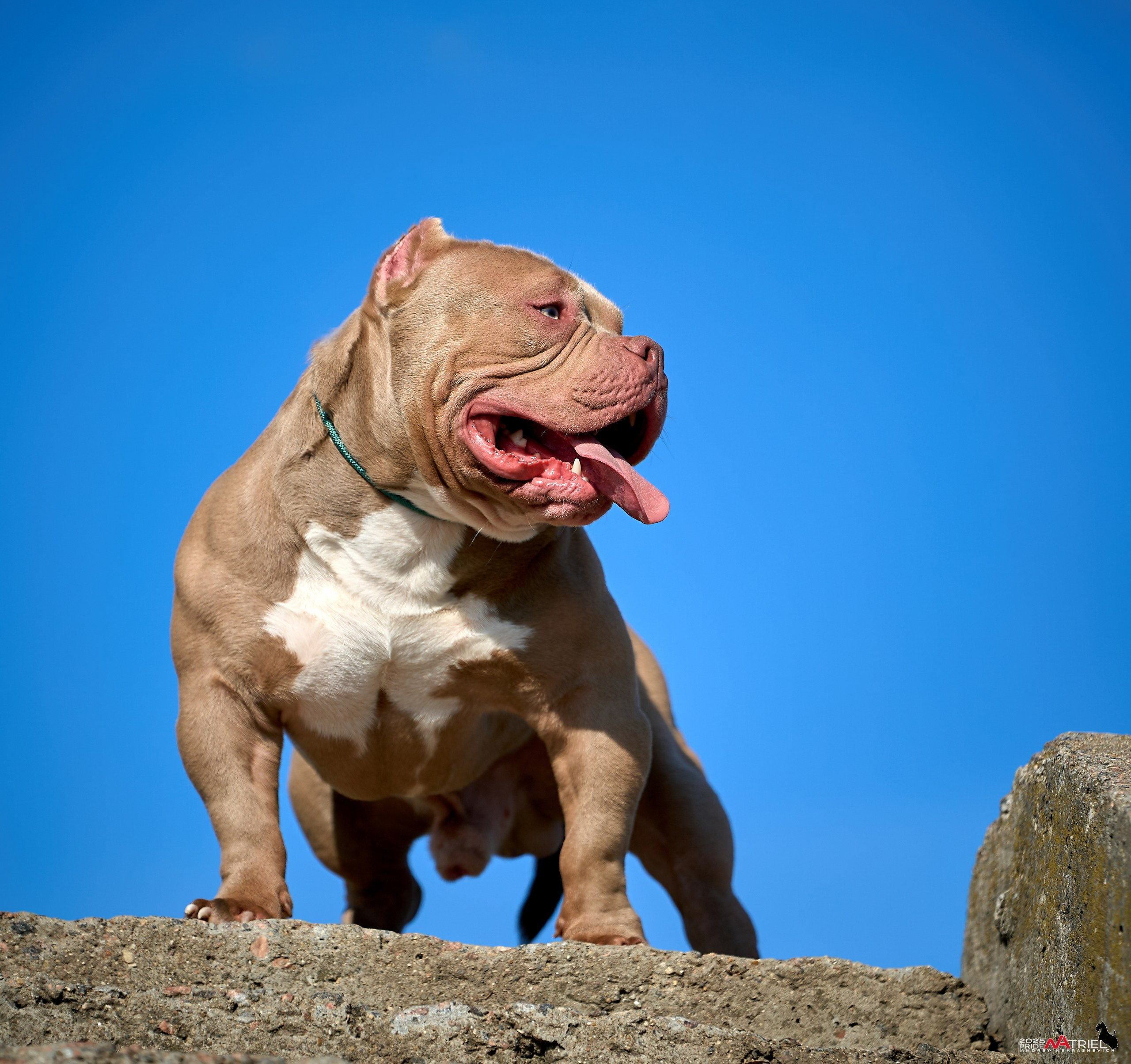 Съемка собак породы булли на природе