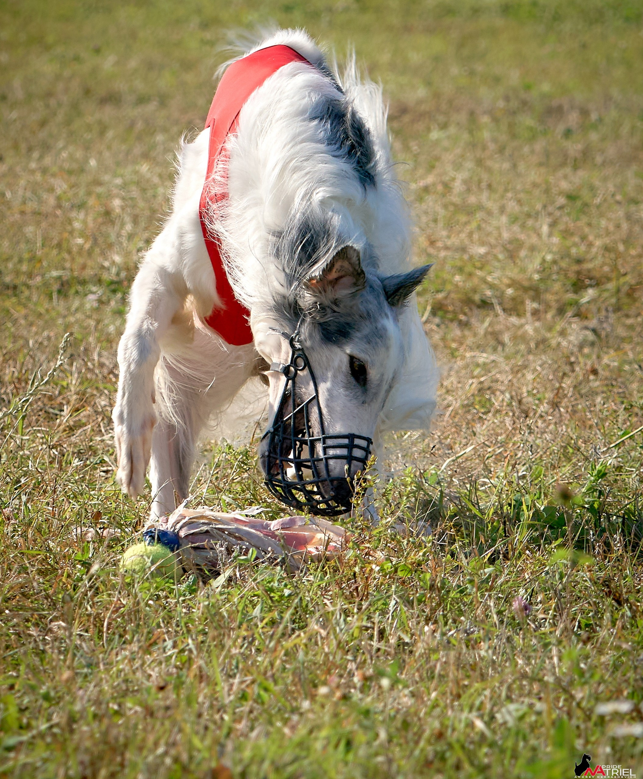 Съемка курсинг — галерея NATRIEL