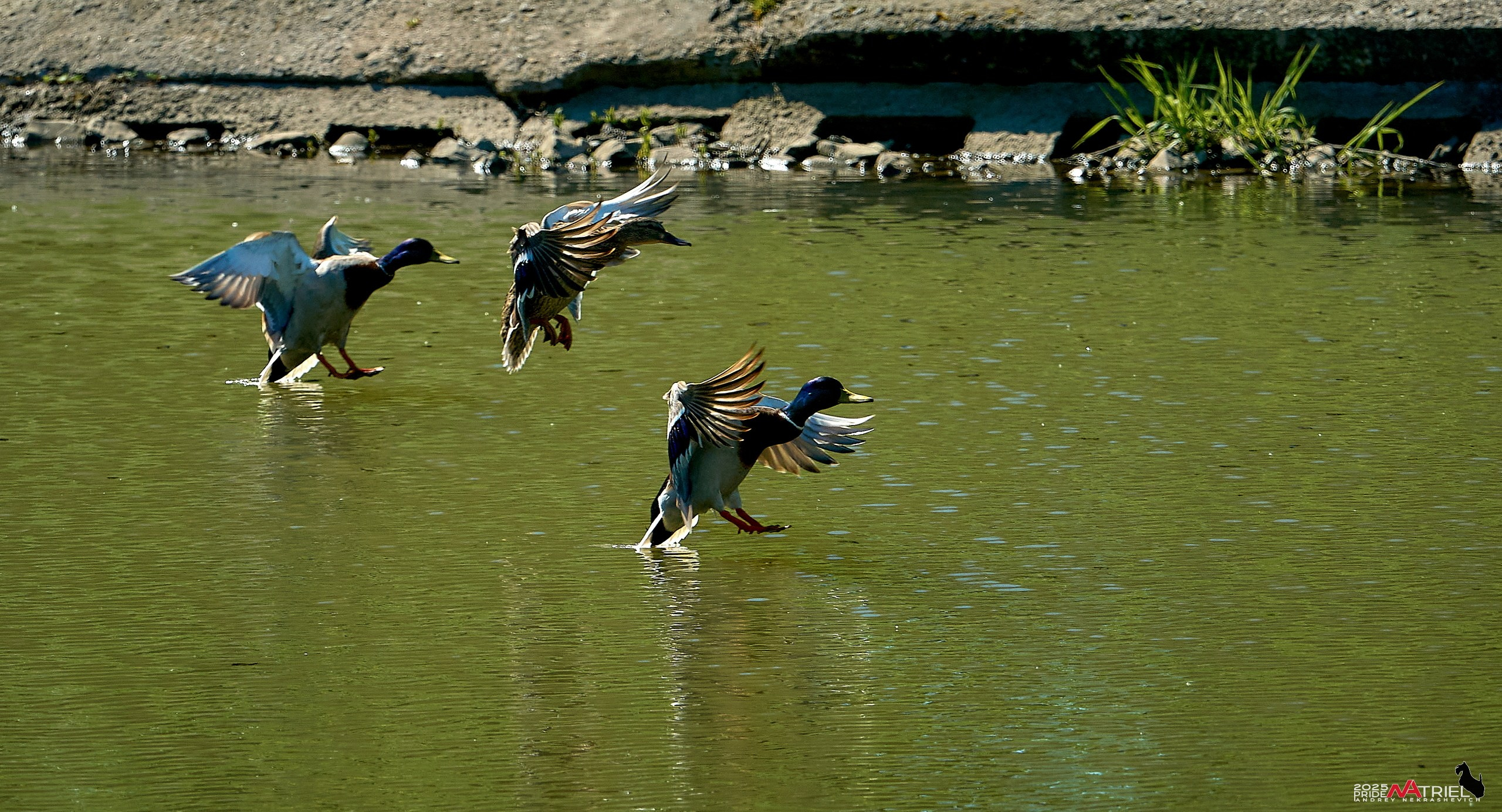 Птички и цветочки