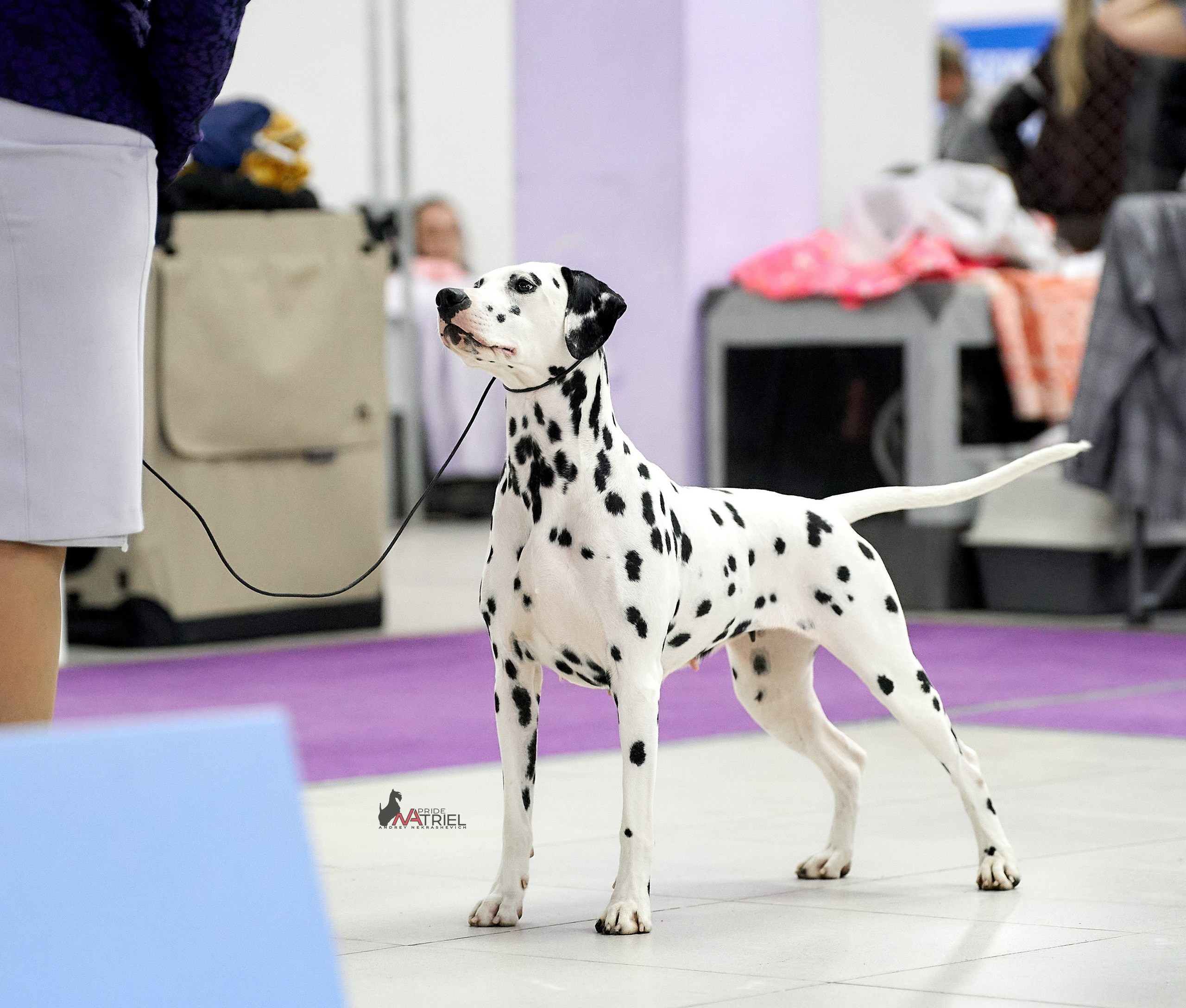 Работа в рингах — галерея NATRIEL