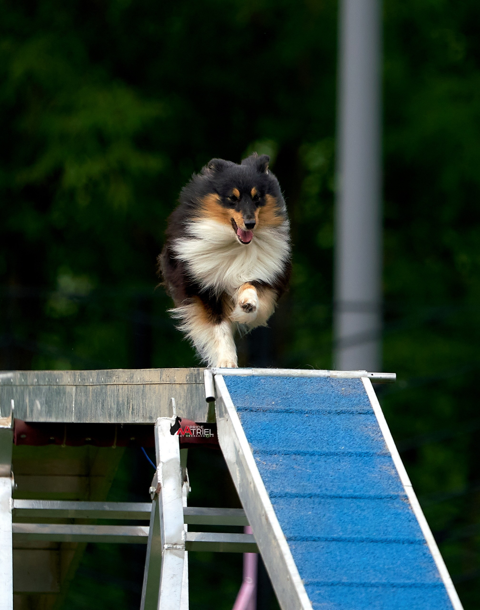 Аджилити — галерея NATRIEL