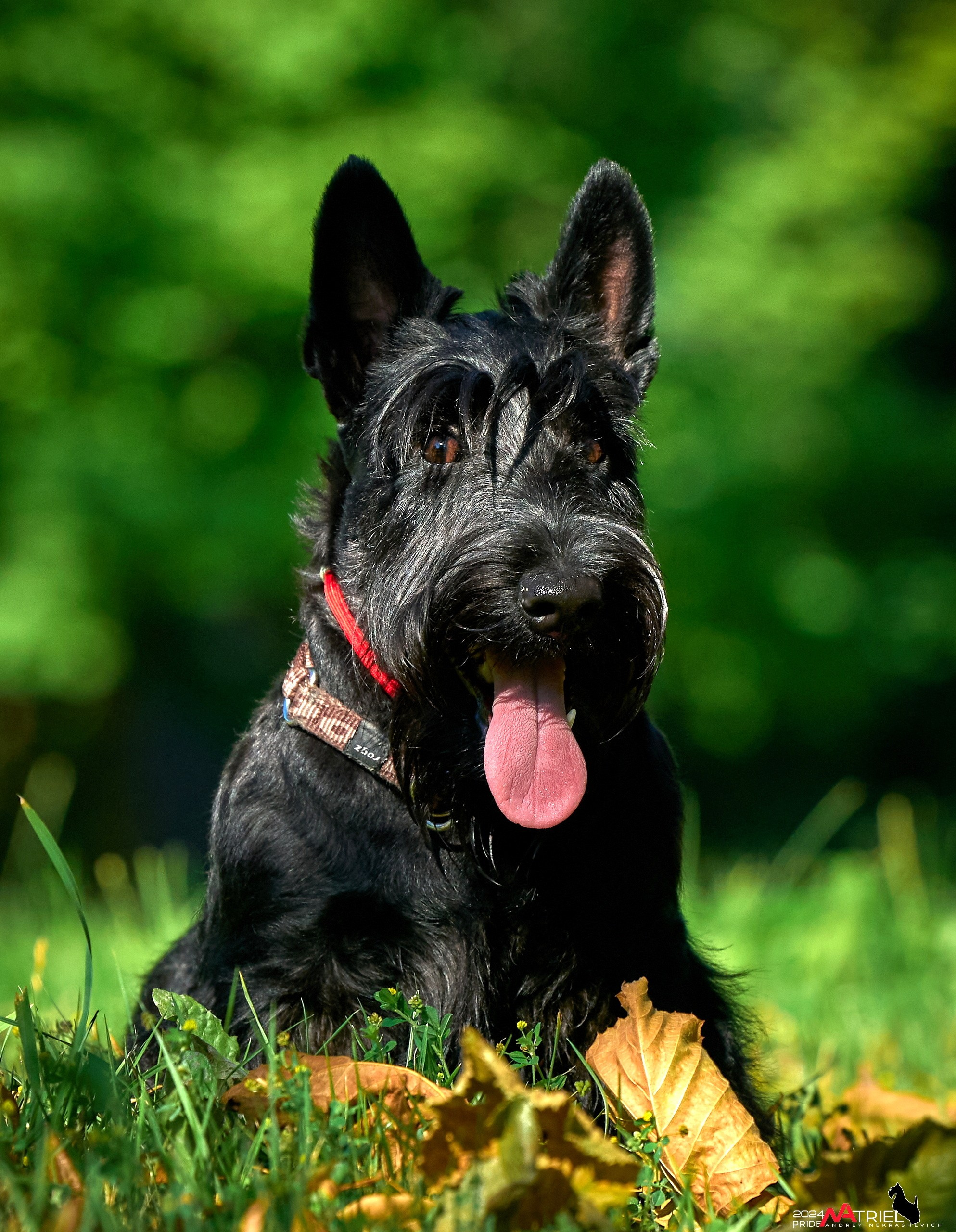 Семейная фотопрогулка с собаками