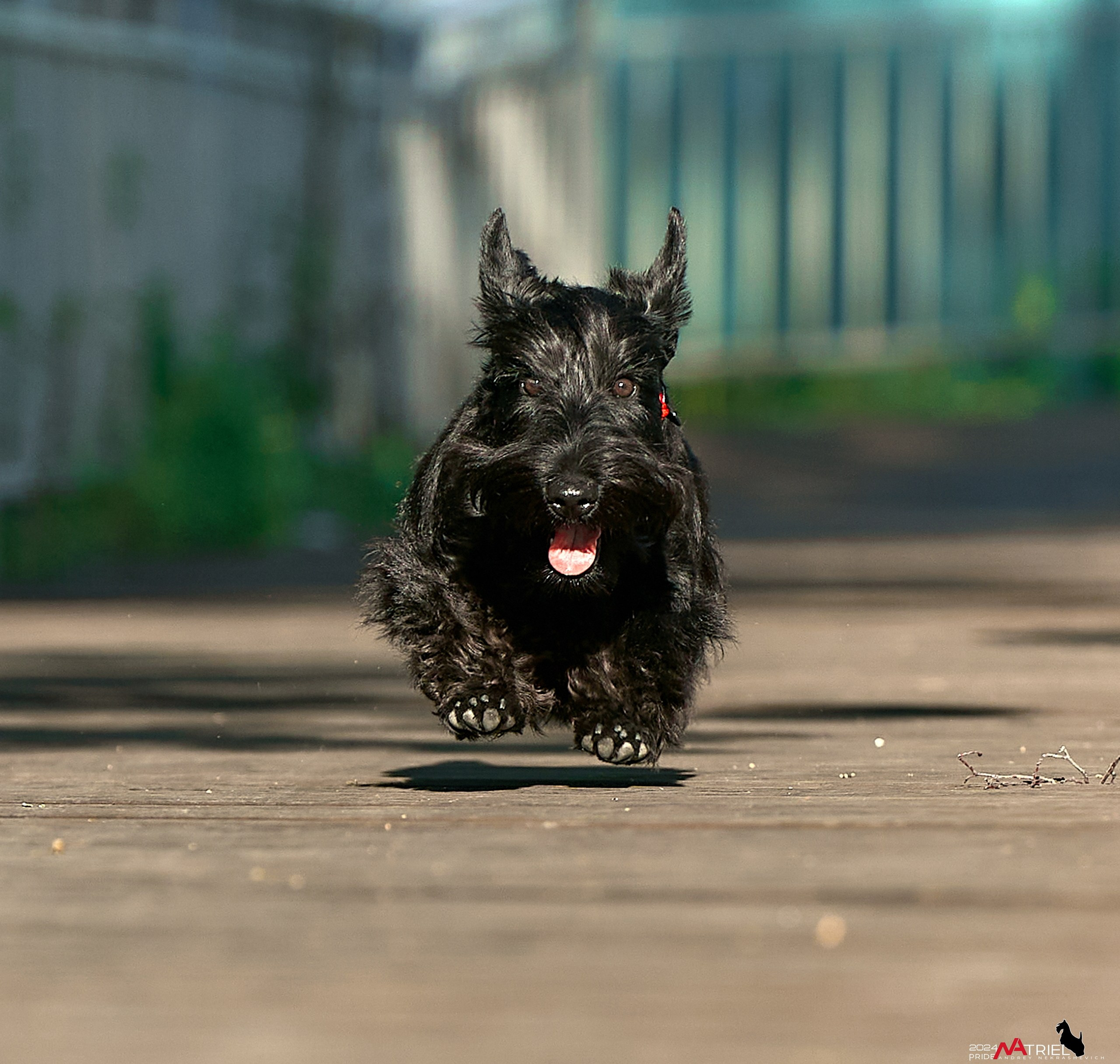 Семейная фотопрогулка с собаками