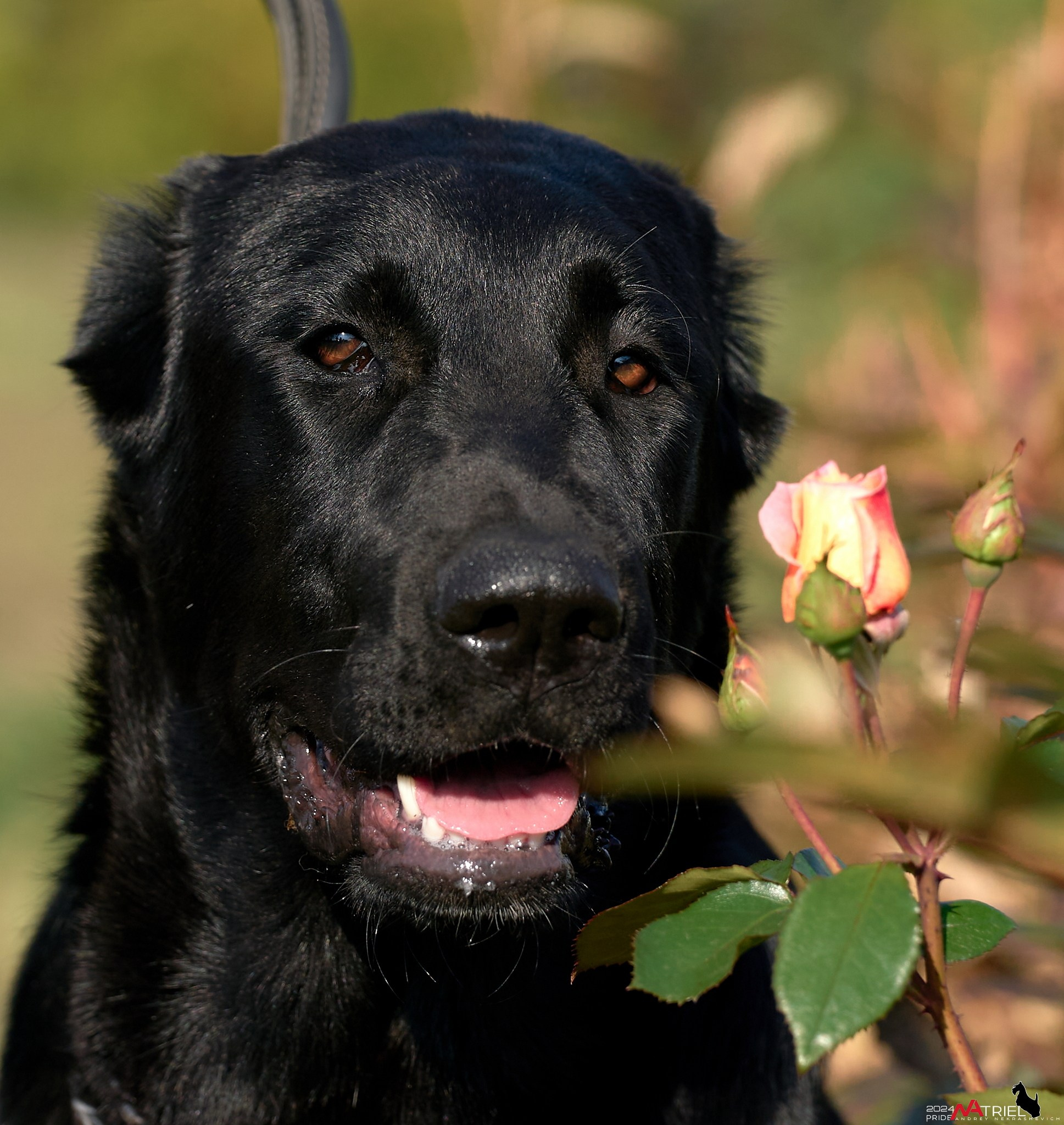 Съемка на выставке в Пёсик-Хаус