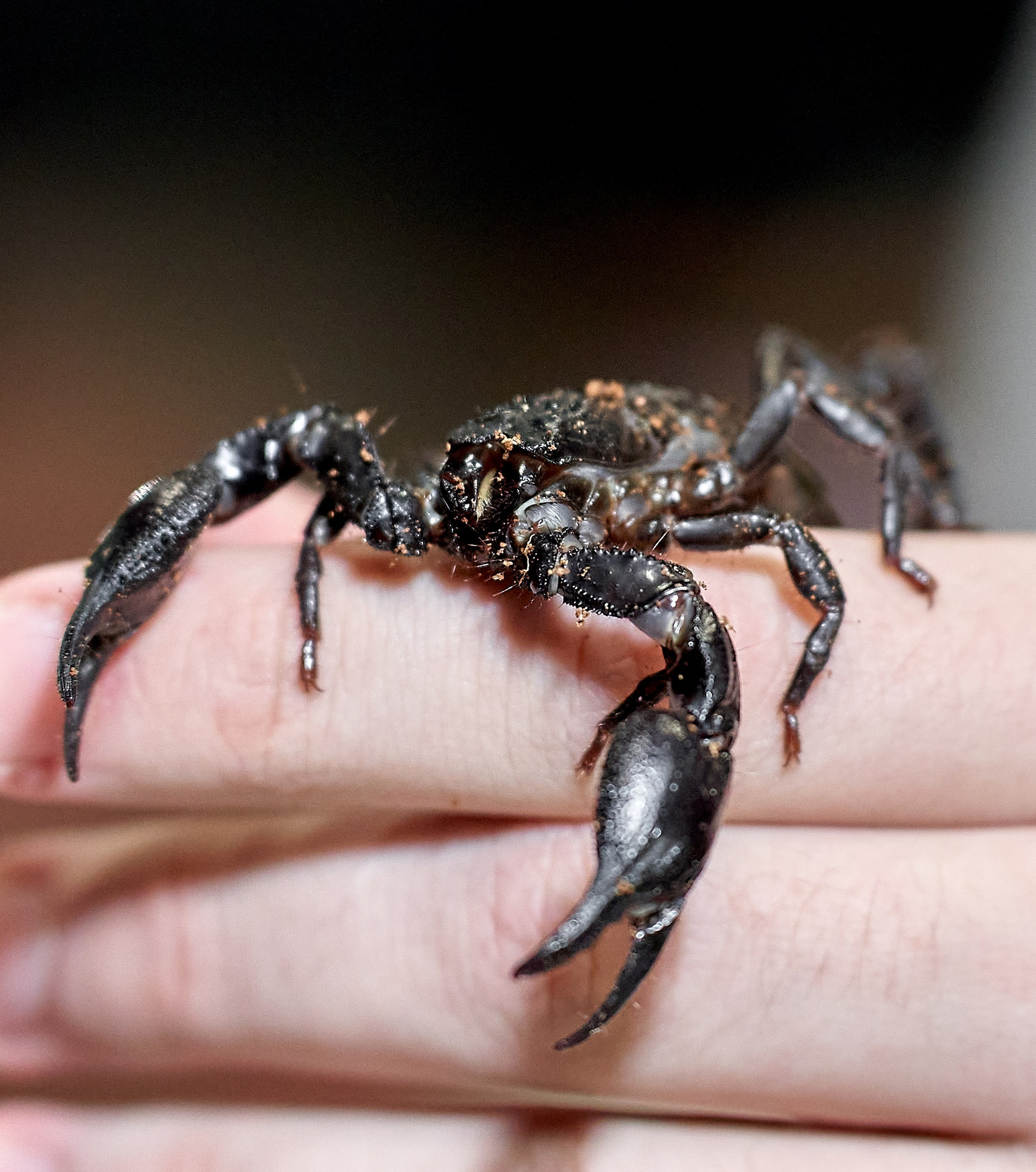 Рептилии — галерея NATRIEL