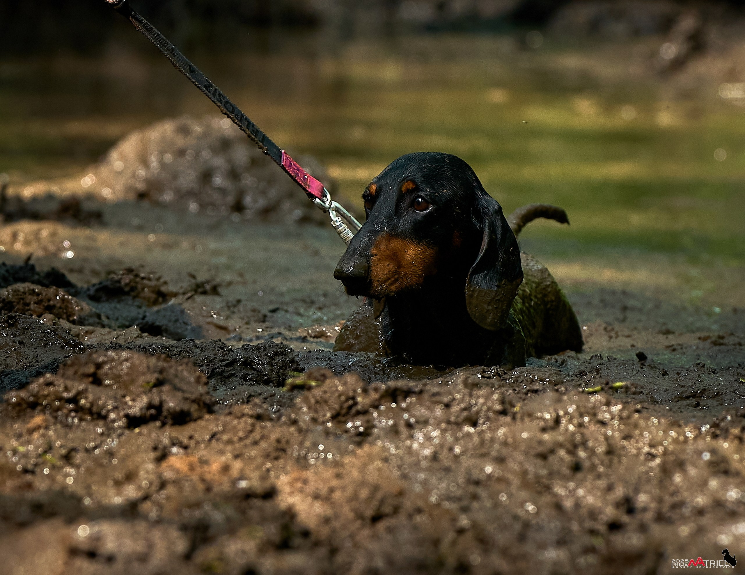 Russian Extreme Dog Trail — 2025