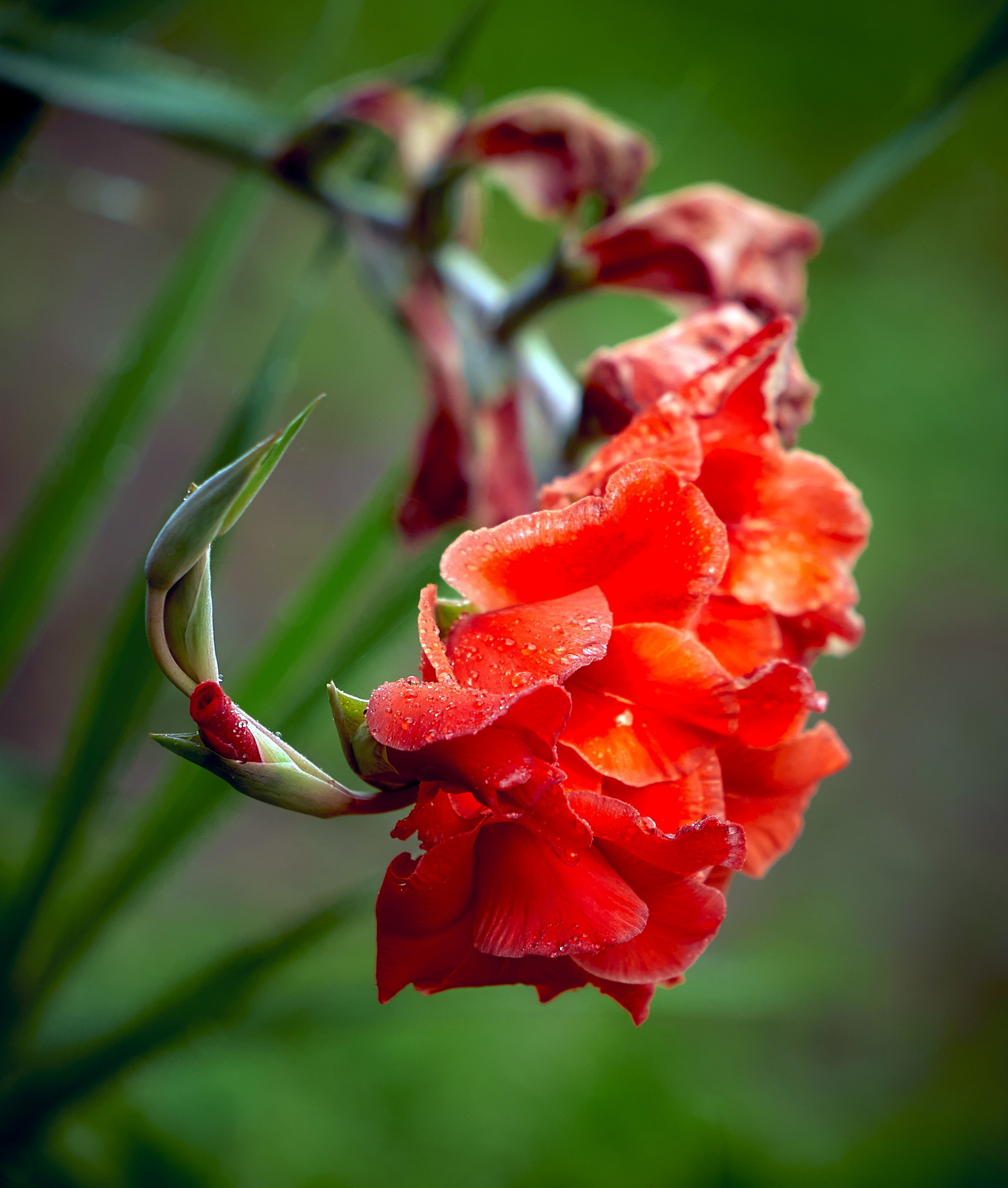 Лютики-цветочки — галерея NATRIEL