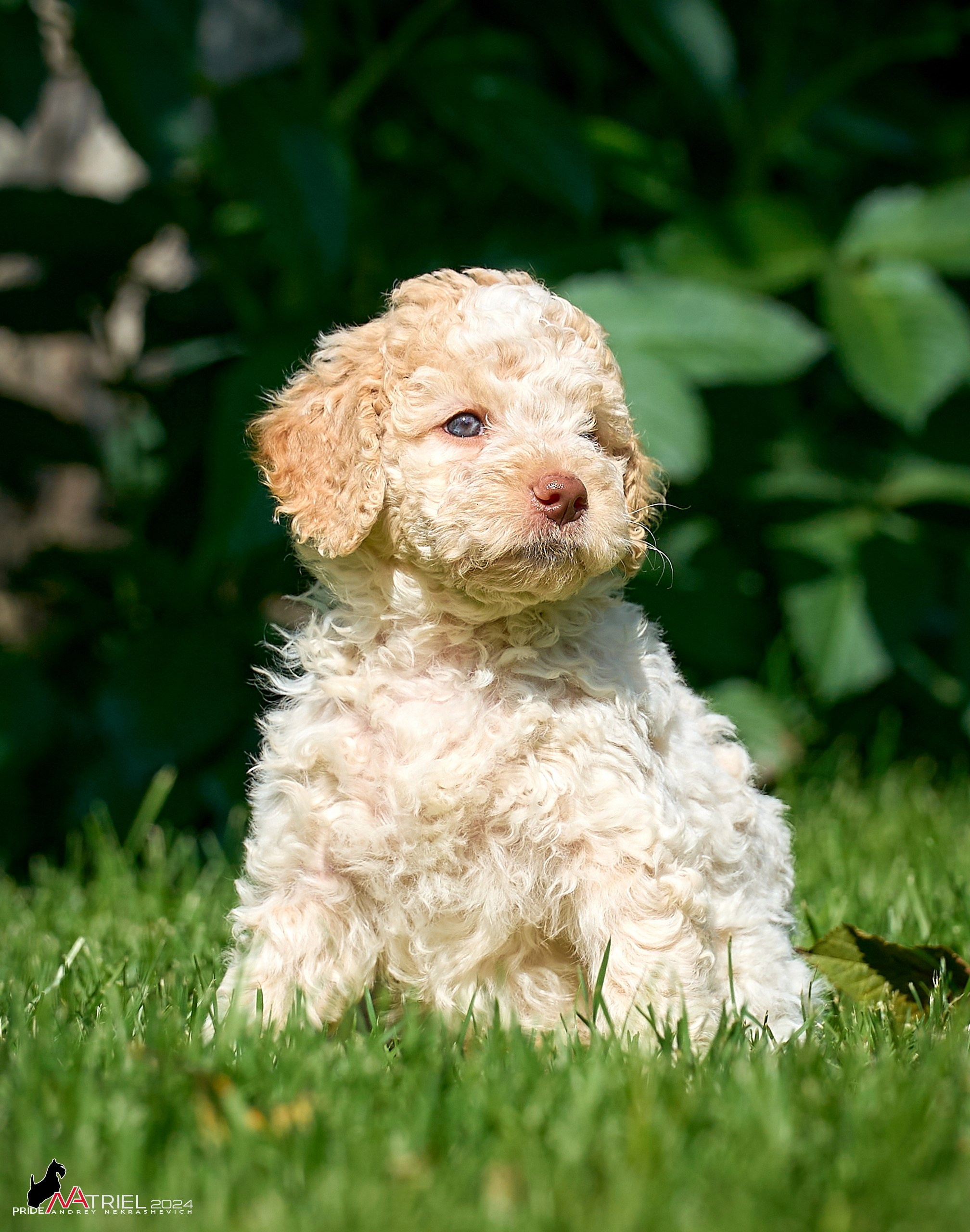 Съемка щенков лаготто