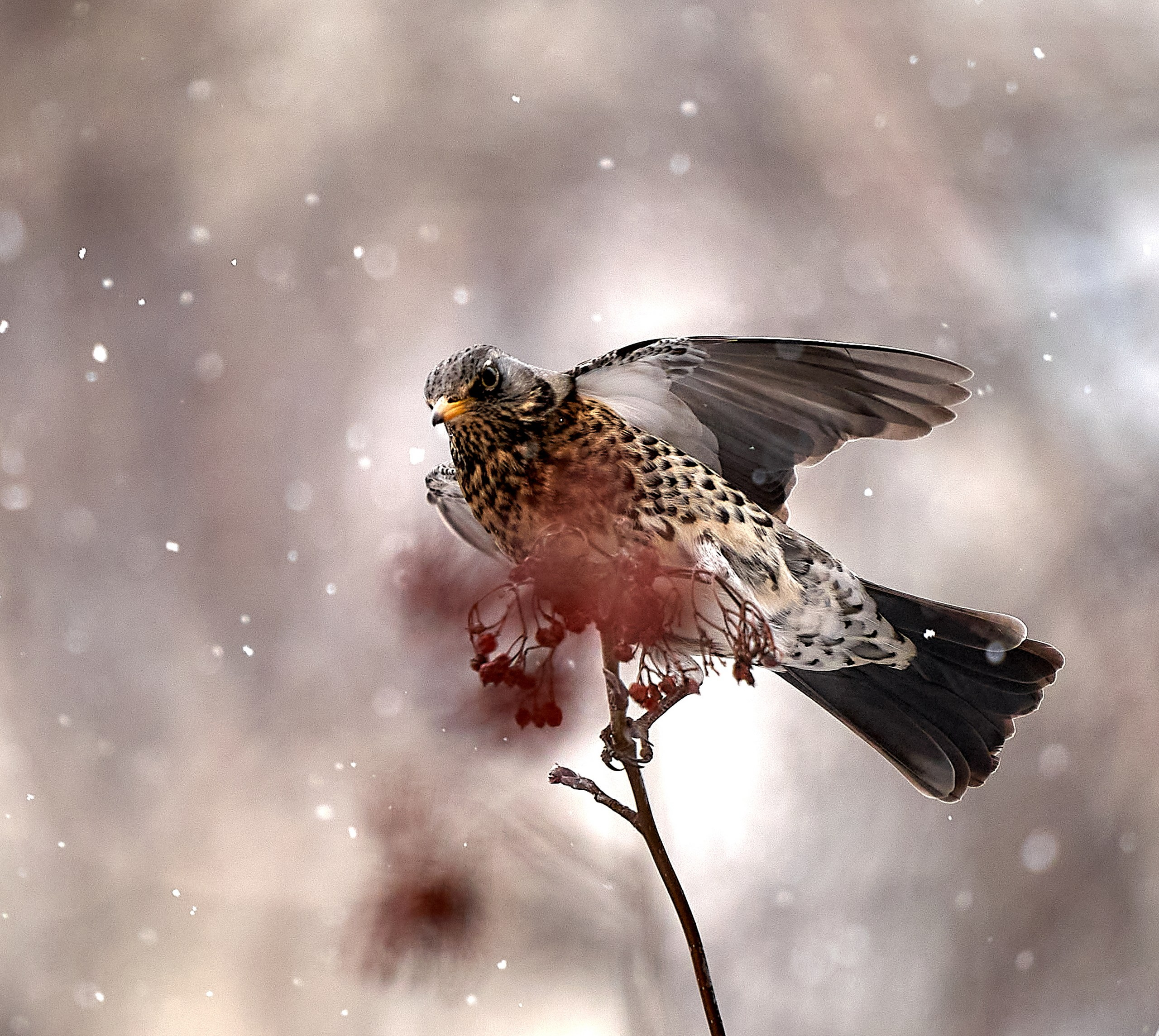 Фото птиц — галерея NATRIEL