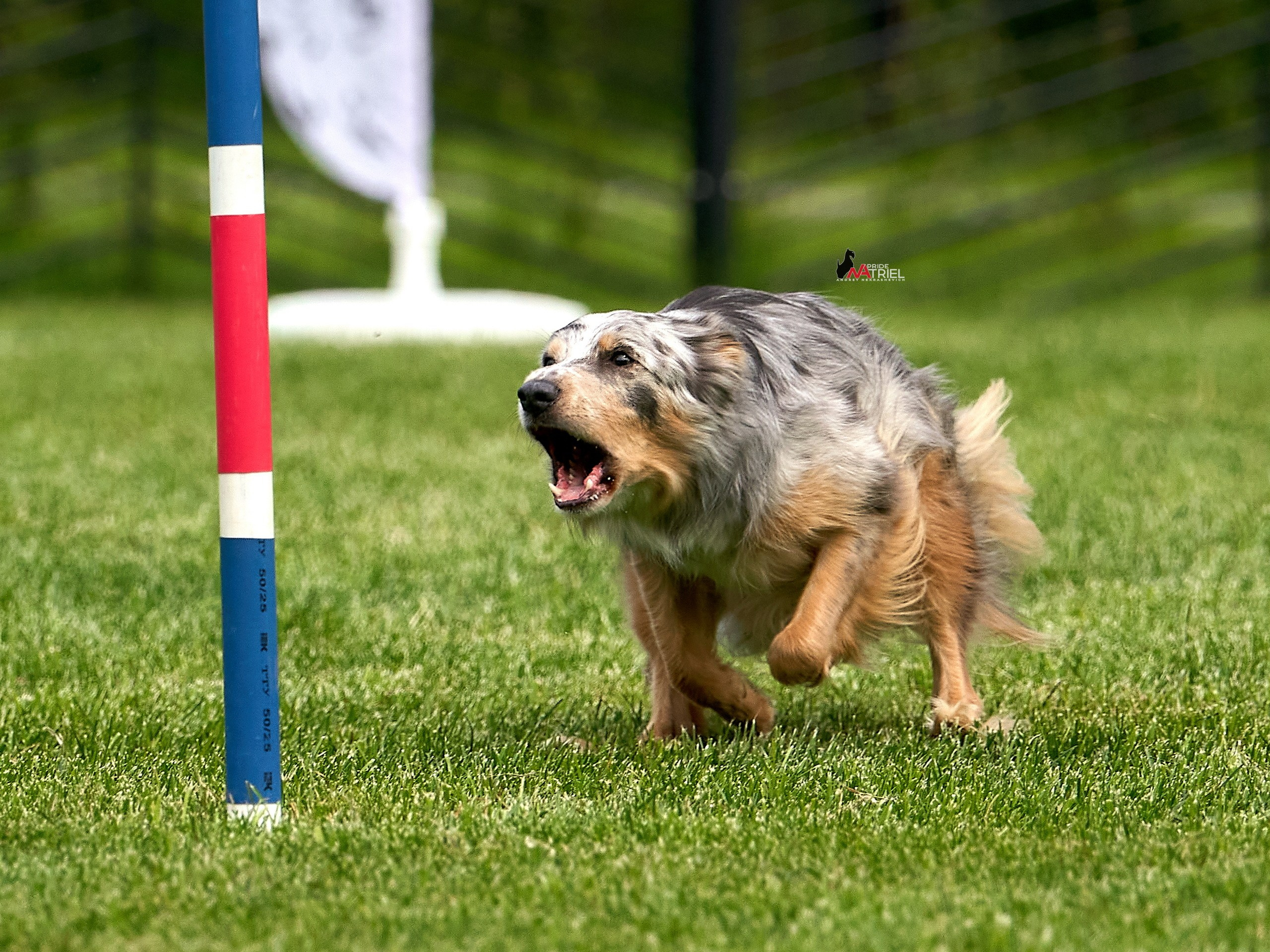 Аджилити — галерея NATRIEL