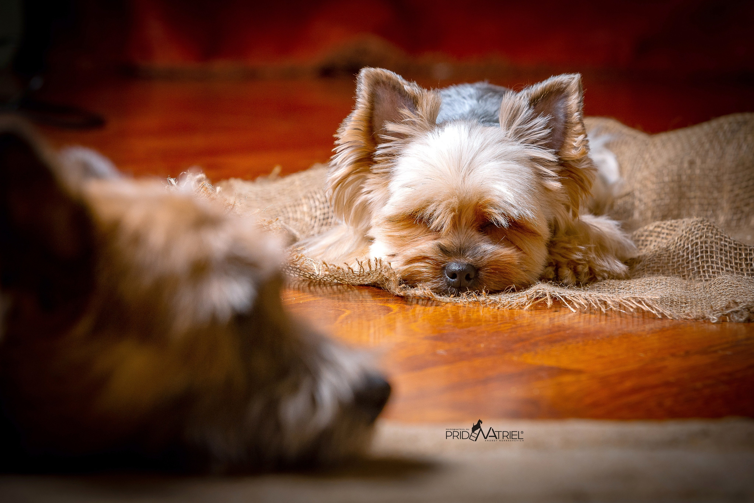 Йоркширский терьер Циля