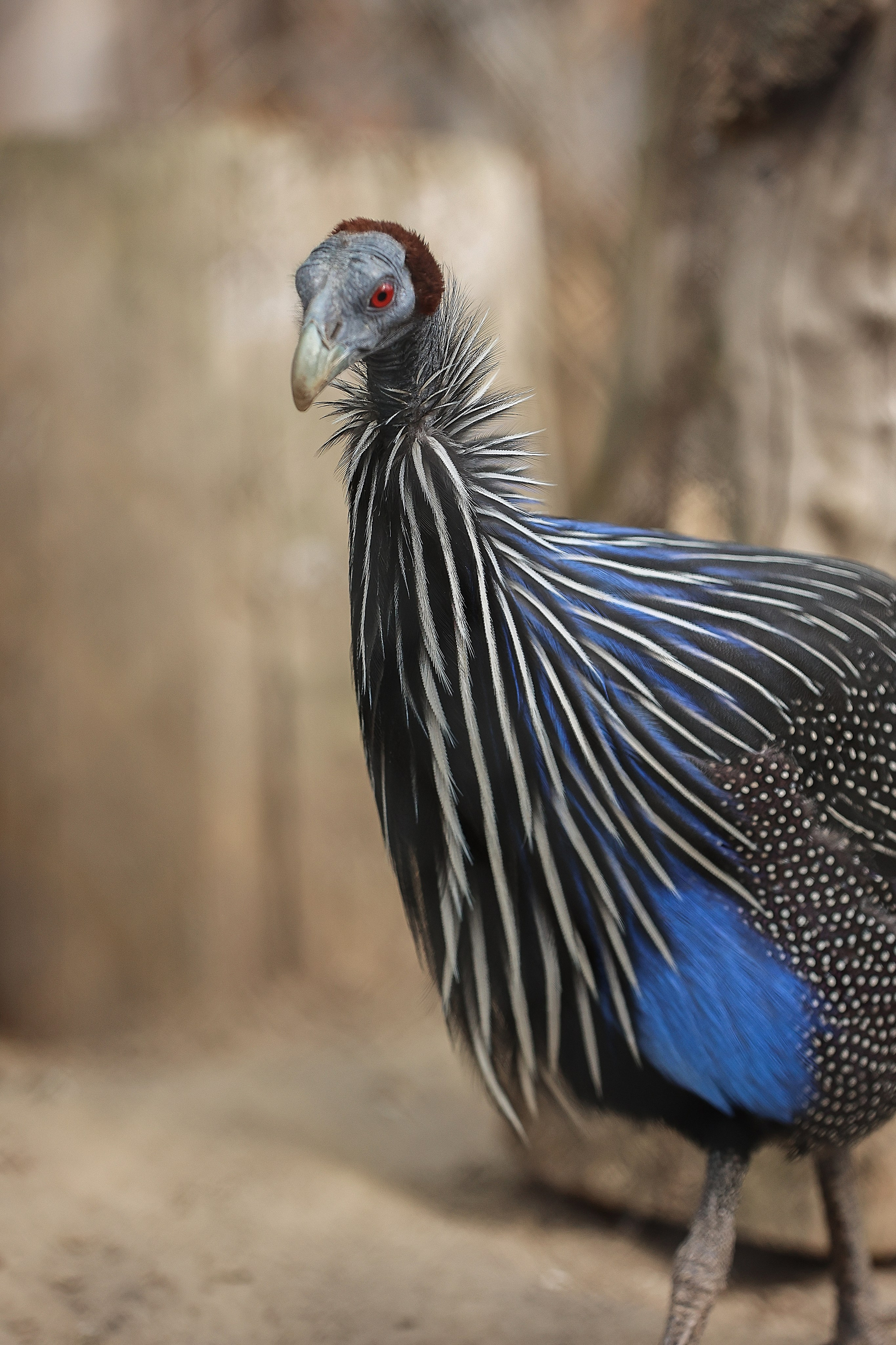 Зоопарк Малинки. Фотограф-АниМалист Анна Абрамова