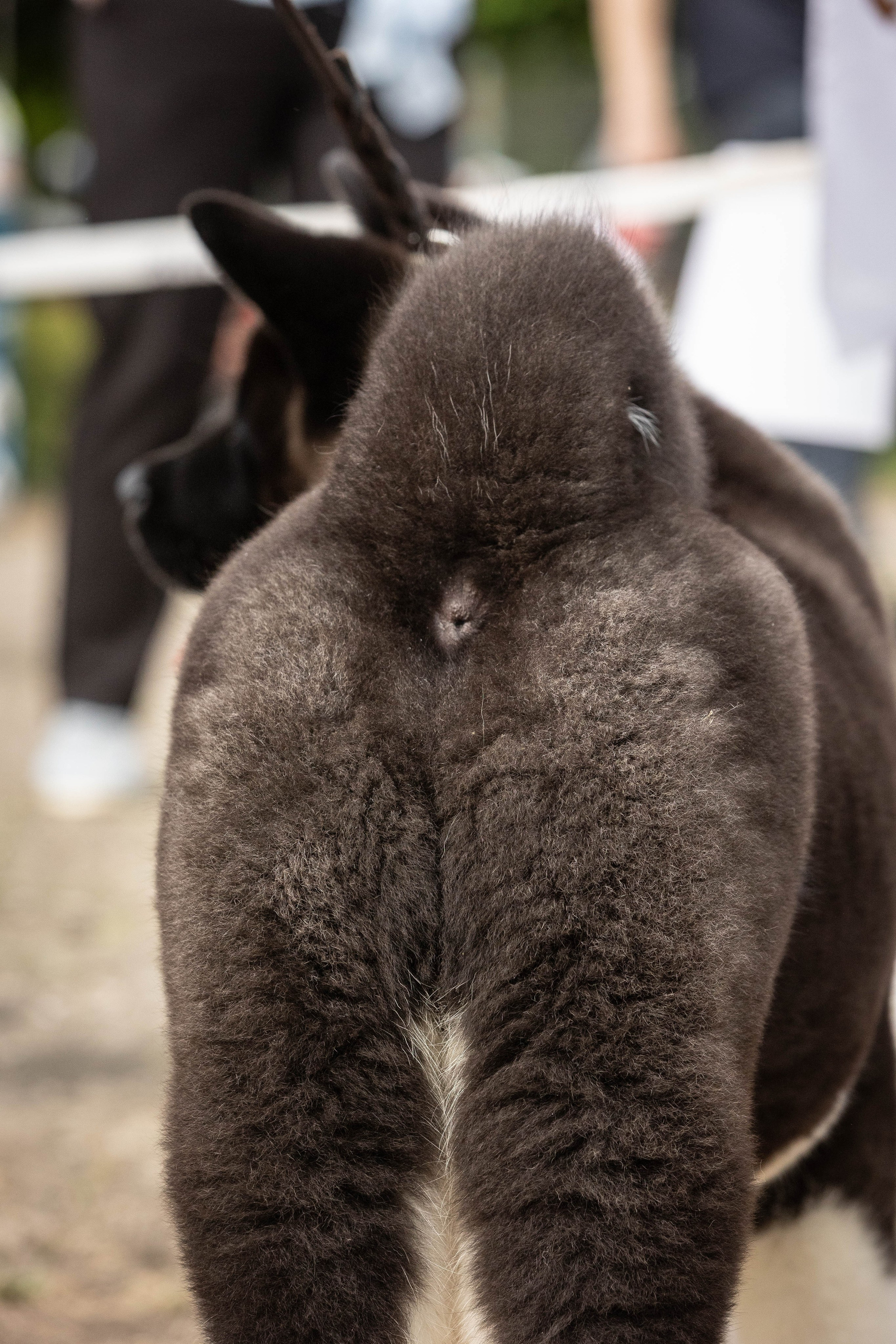 Репортаж (фото с выставок). Фотограф-АниМалист Анна Абрамова