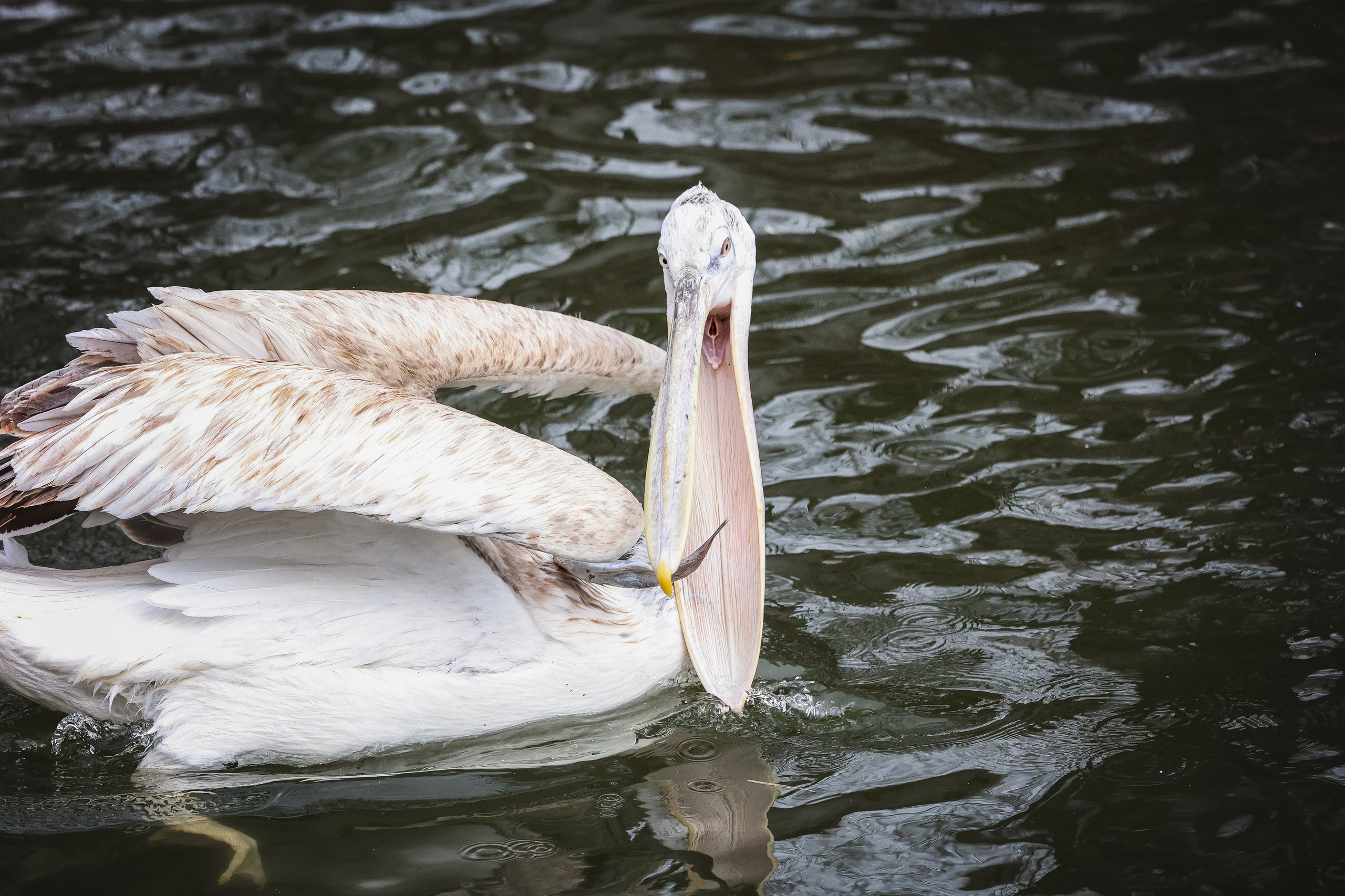 Зоопарк Малинки. Фотограф-АниМалист Анна Абрамова