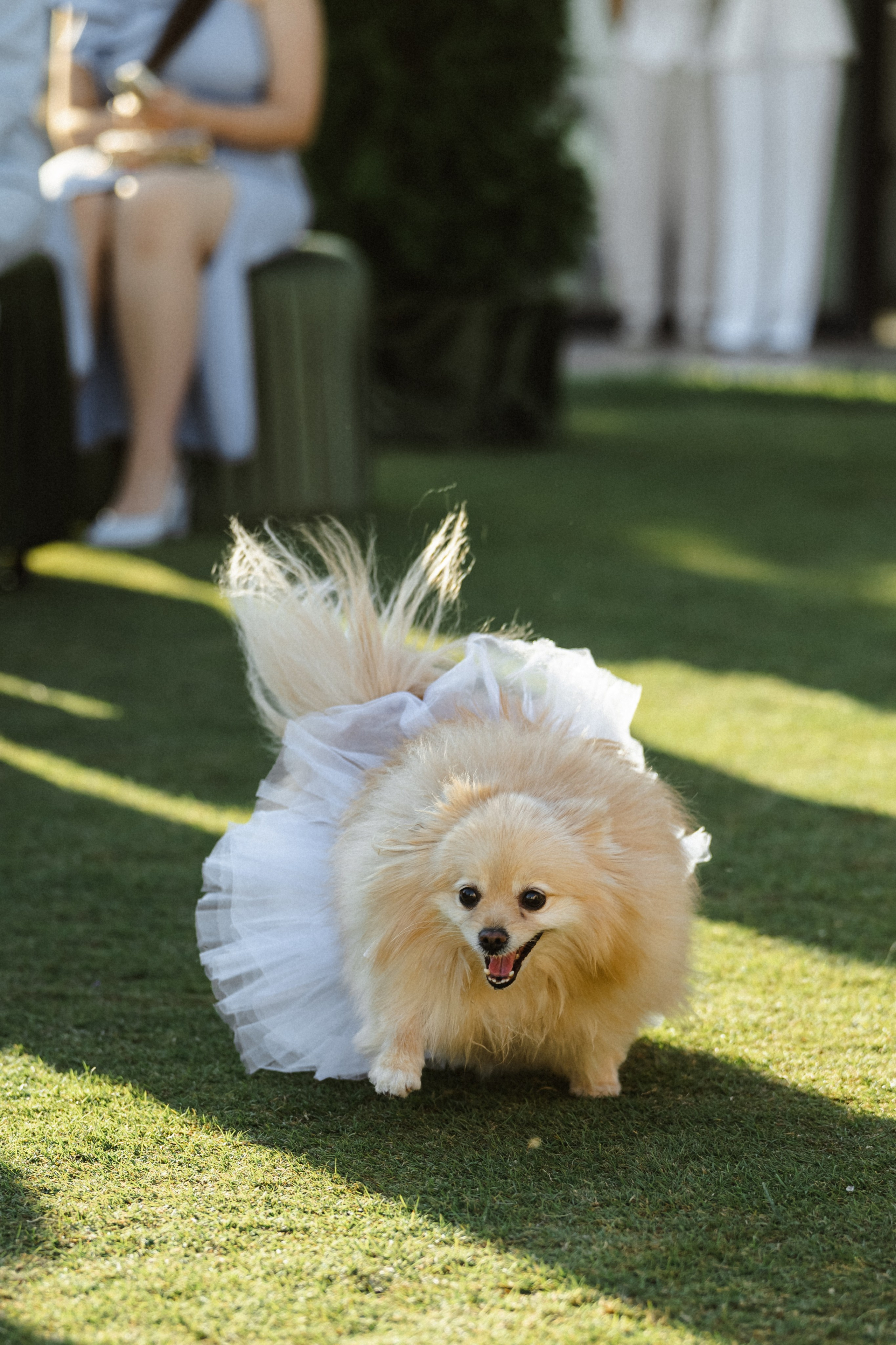 Александр и Полина. Свадебный фотограф Ростов-на- Дону, Краснодар, Москва