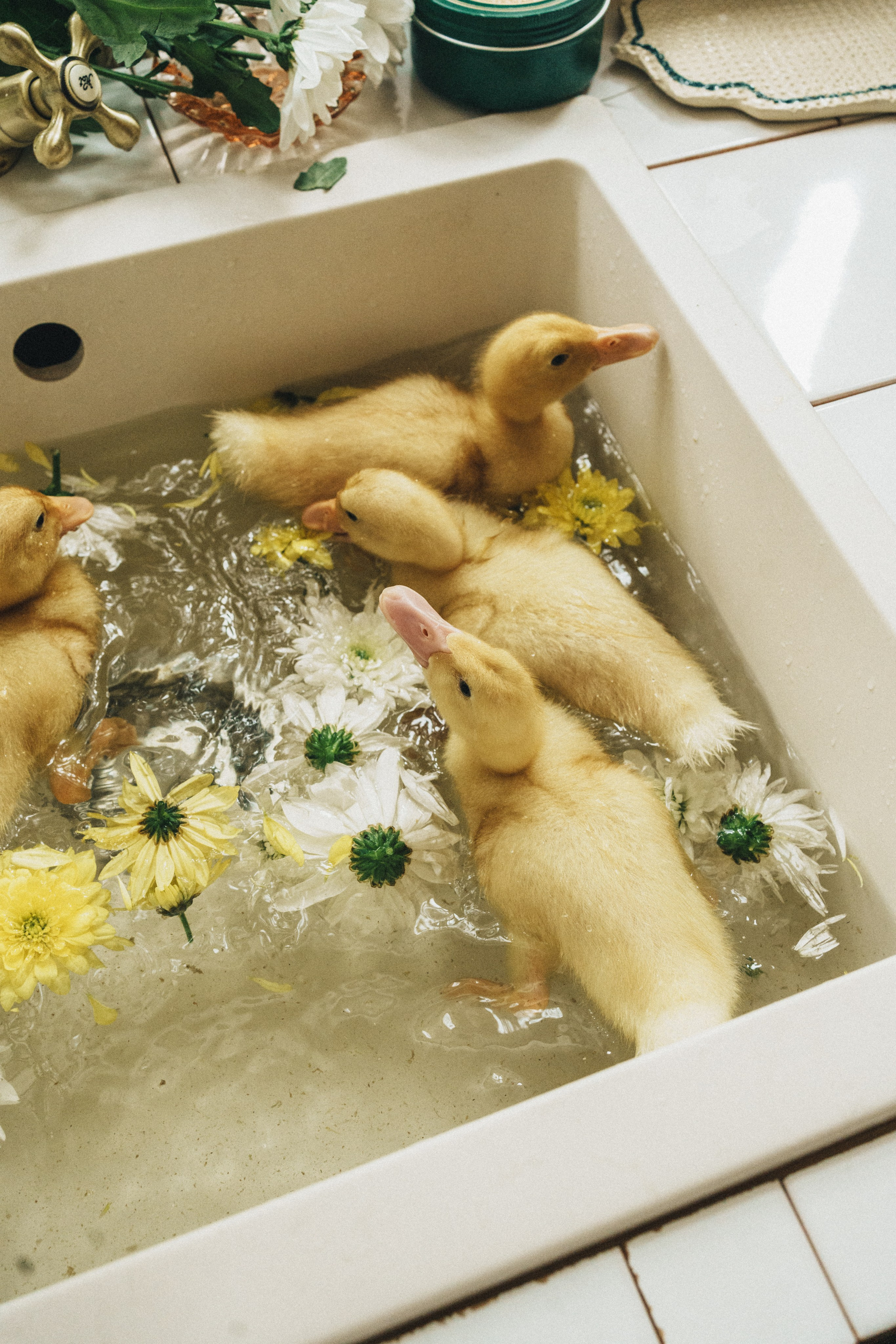 Детки & утятки на Green dacha. Семейный и детский фотограф и видеограф в Москве, Серпухове и Тарусе Валерия Сорокина