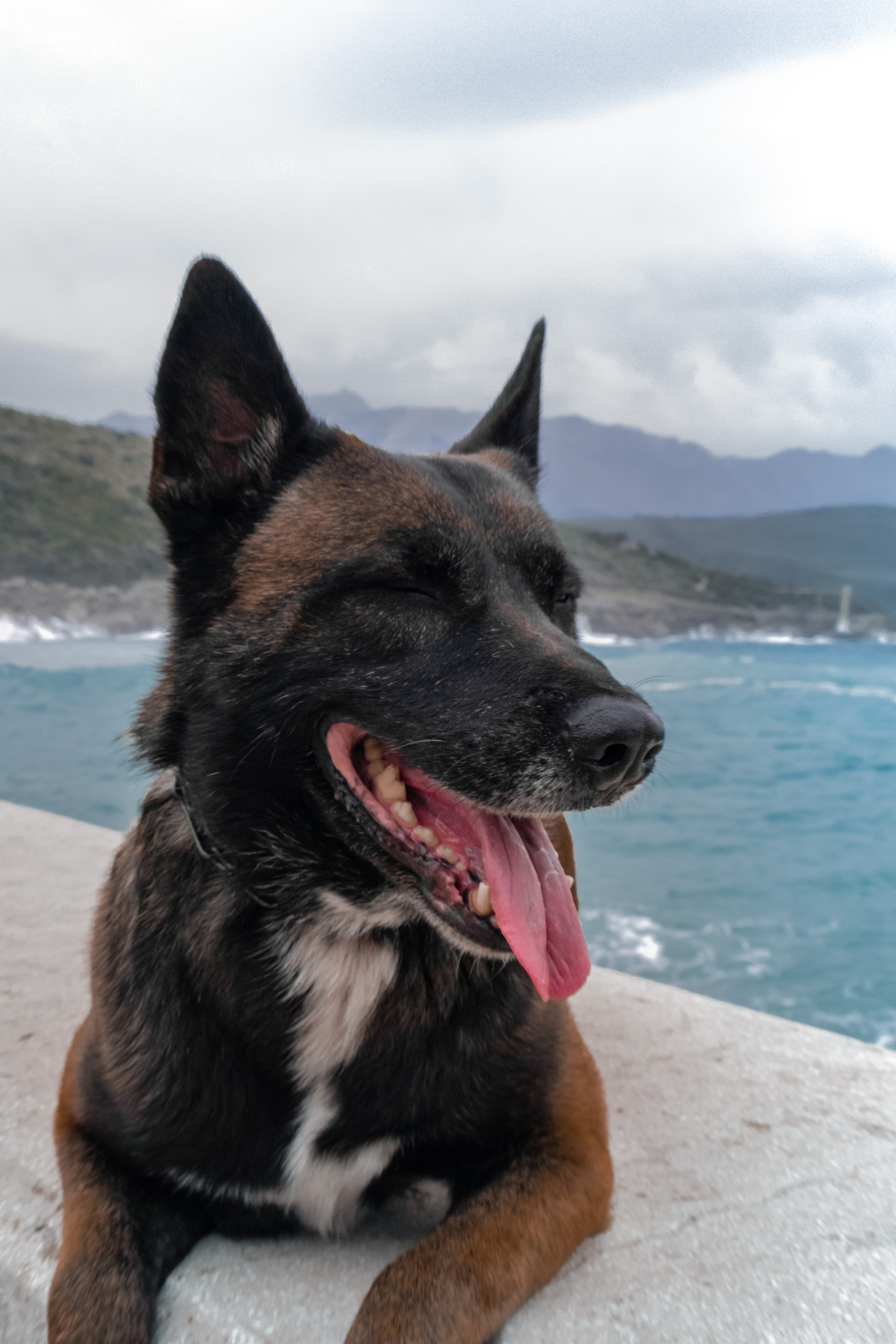 Photoshoot with a dog in Montenegro. Portrait photographer in Tivat Montenegro Katerina Kirsanova