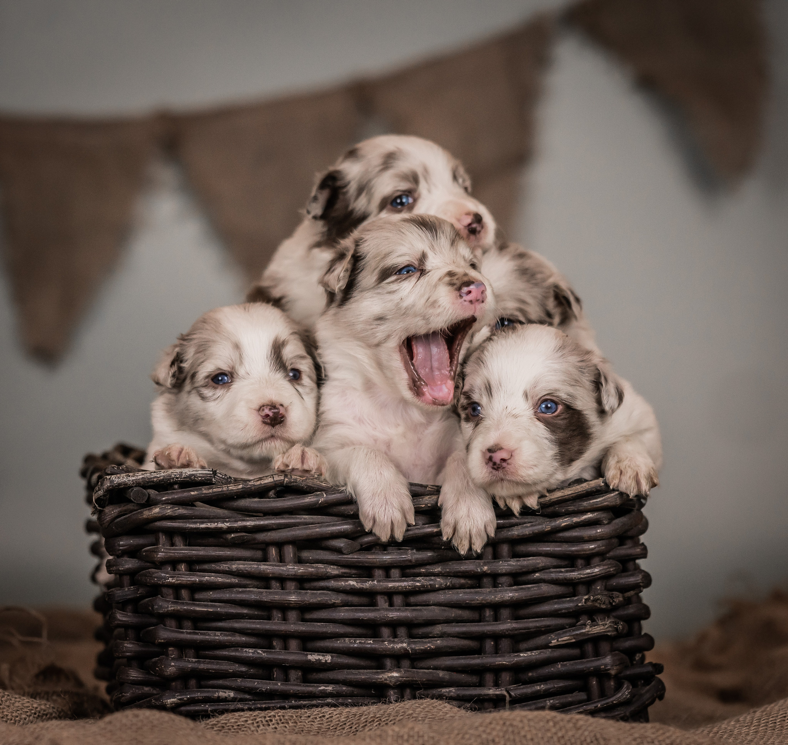 Фритсвит. Семейный фотограф Ефремова Виктория