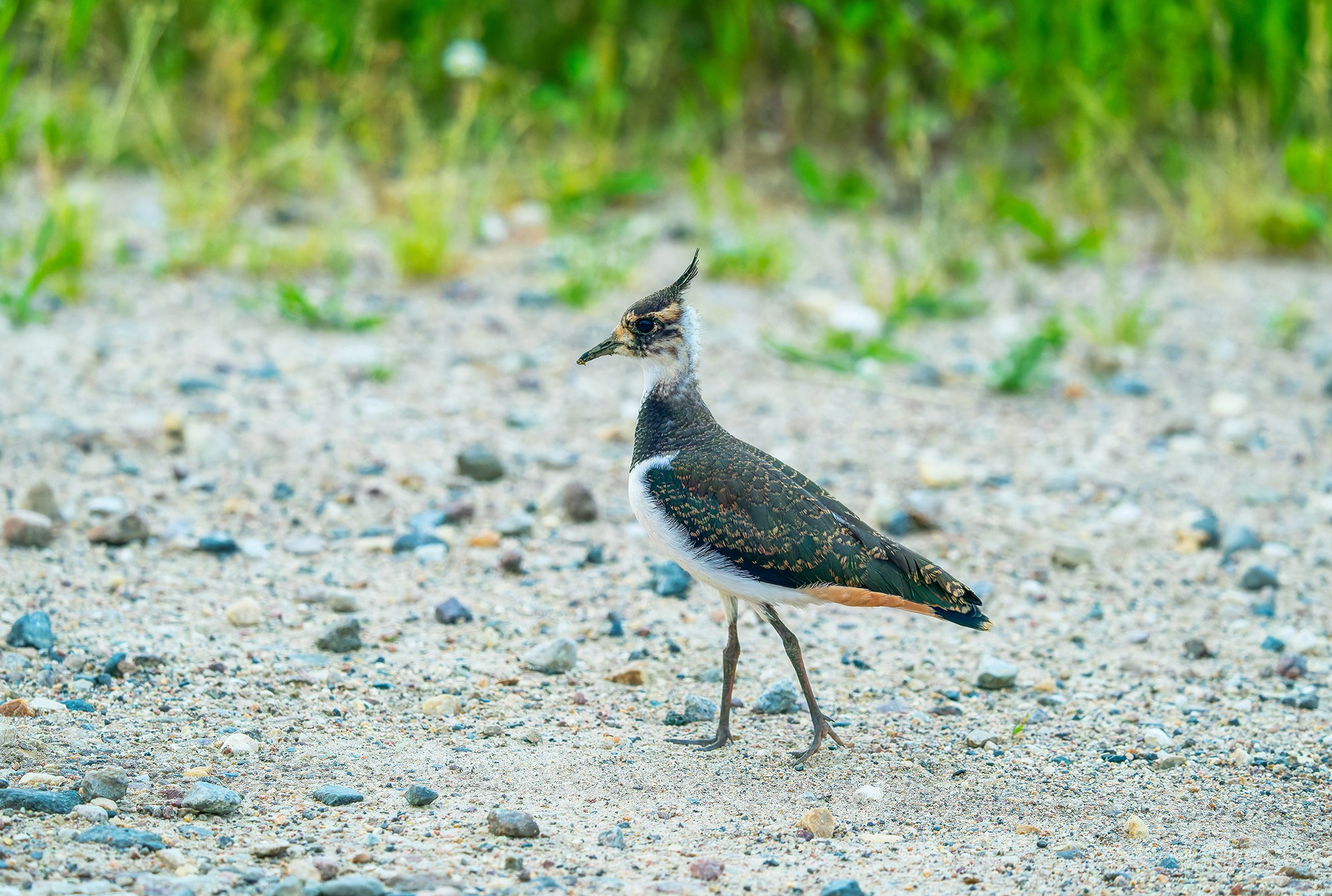 Удивительные мир птиц. Вокруг нас столько прекрасного — присмотритесь!. Ваш личный фотограф Марина Волкова