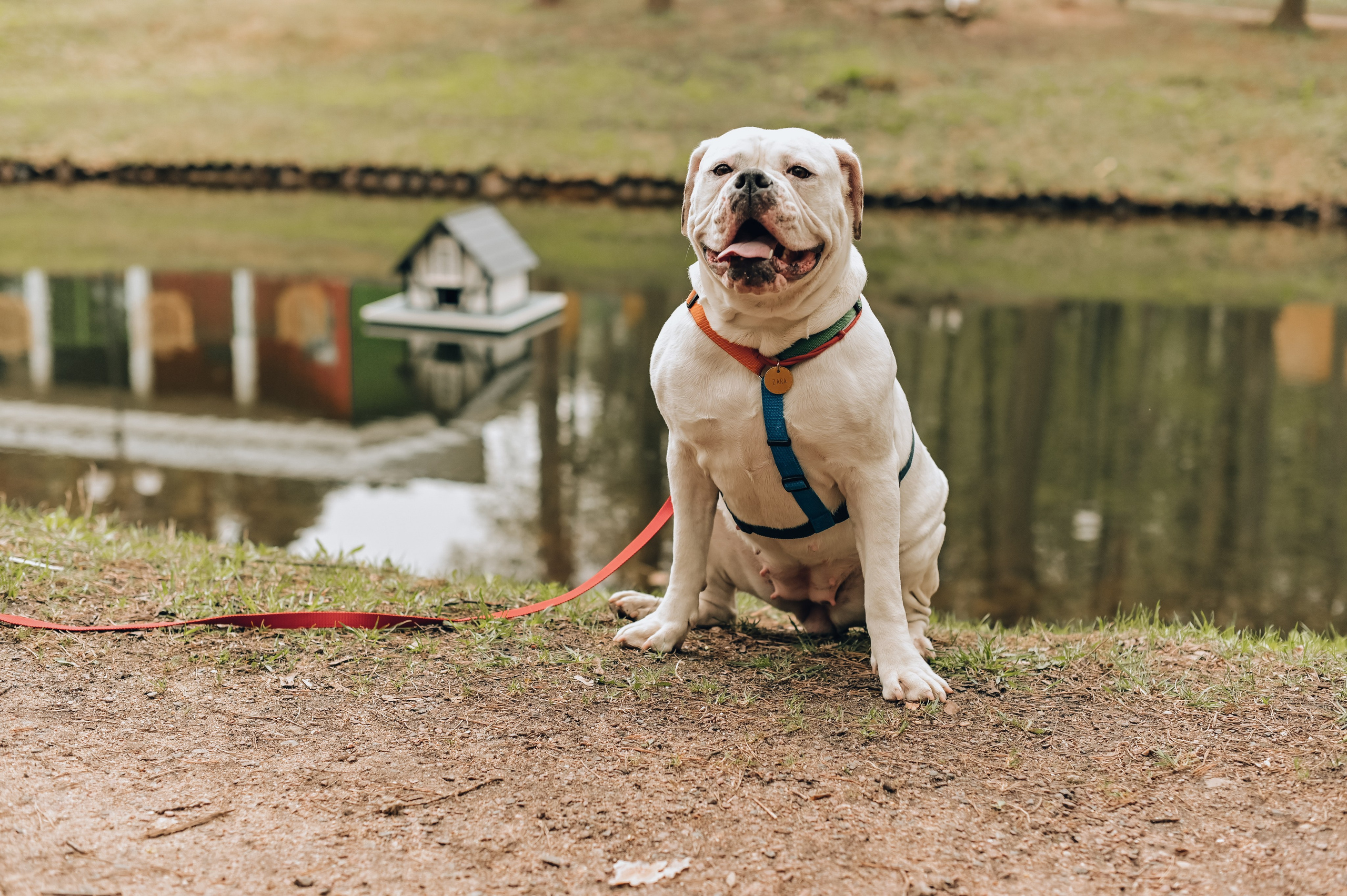 Занятие с кинологом. Семейный и репортажный фотограф в Москве Анастасия Трубкина