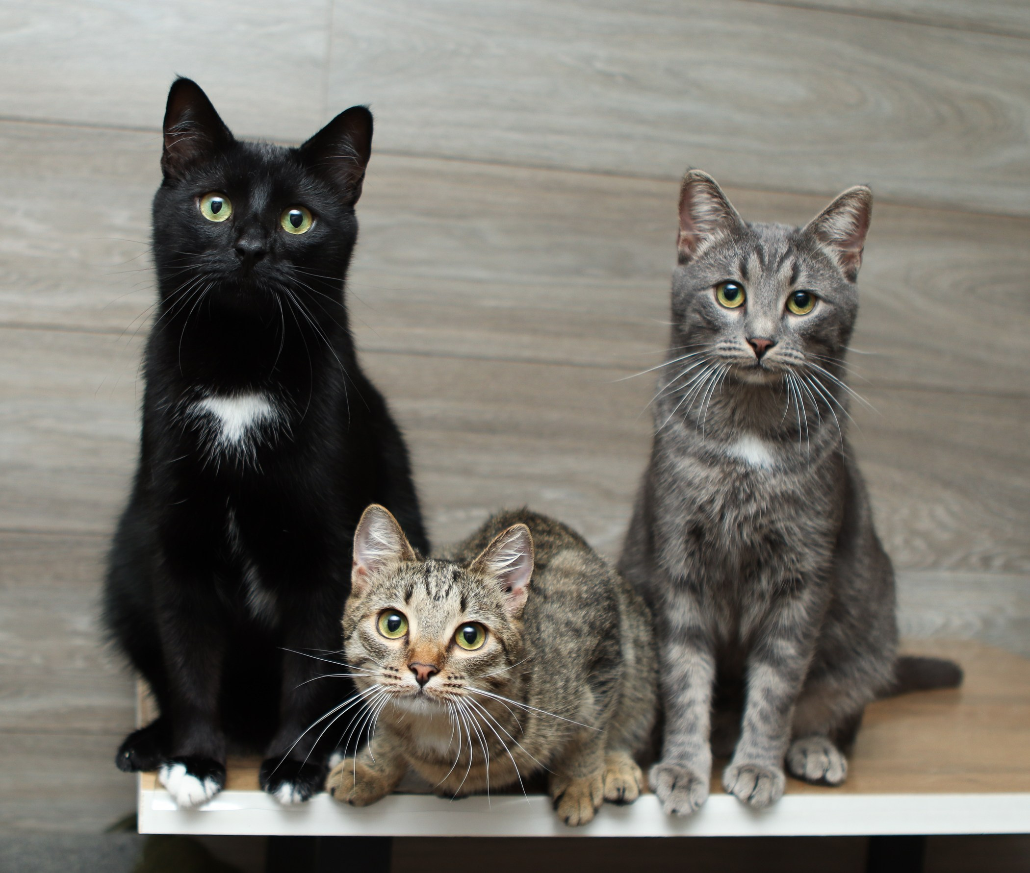 Кошки. Фотограф-анималист Полина Колкова | Москва