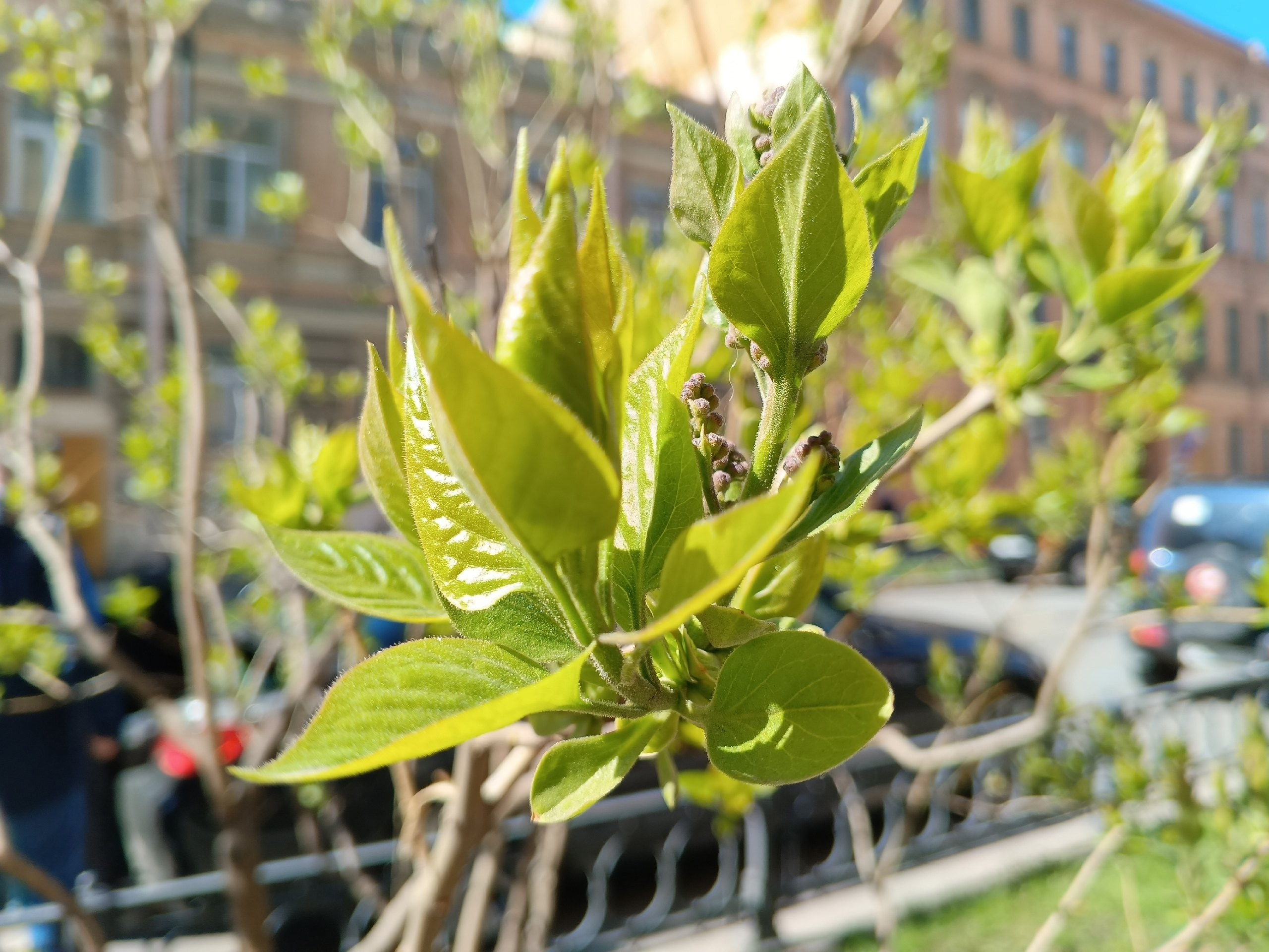 Экскурсия «Японский Петербург» (01.05.2025) Автор: Марина Старилова