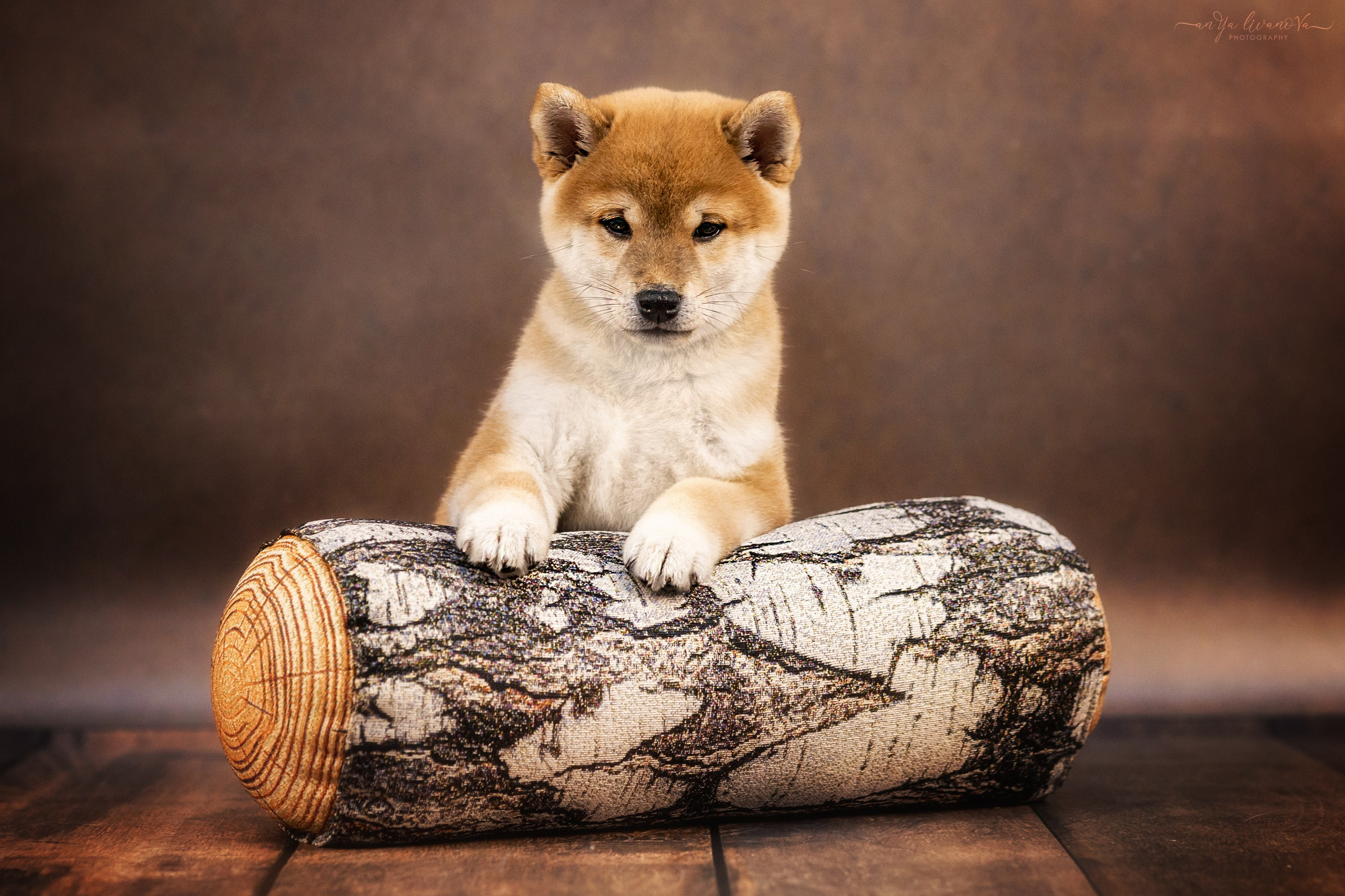 Сибушки. Фотограф анималист Аня Ливанова | Рыбинск