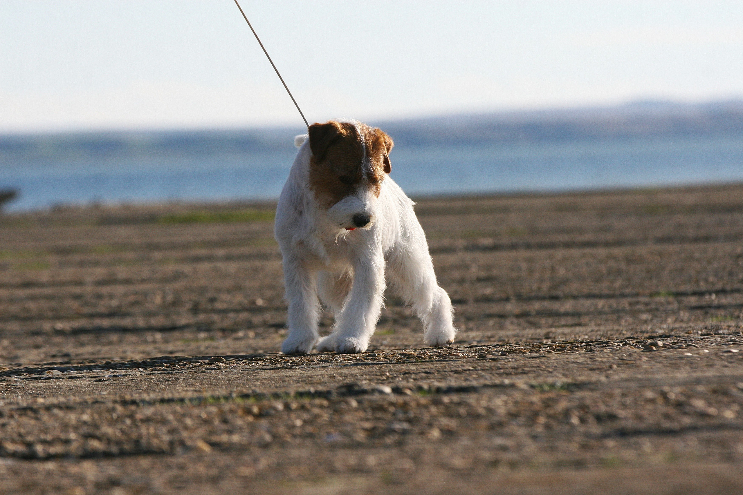 Lovely-Orange Altair. Lovely-Orange питомник джек рассел терьеров