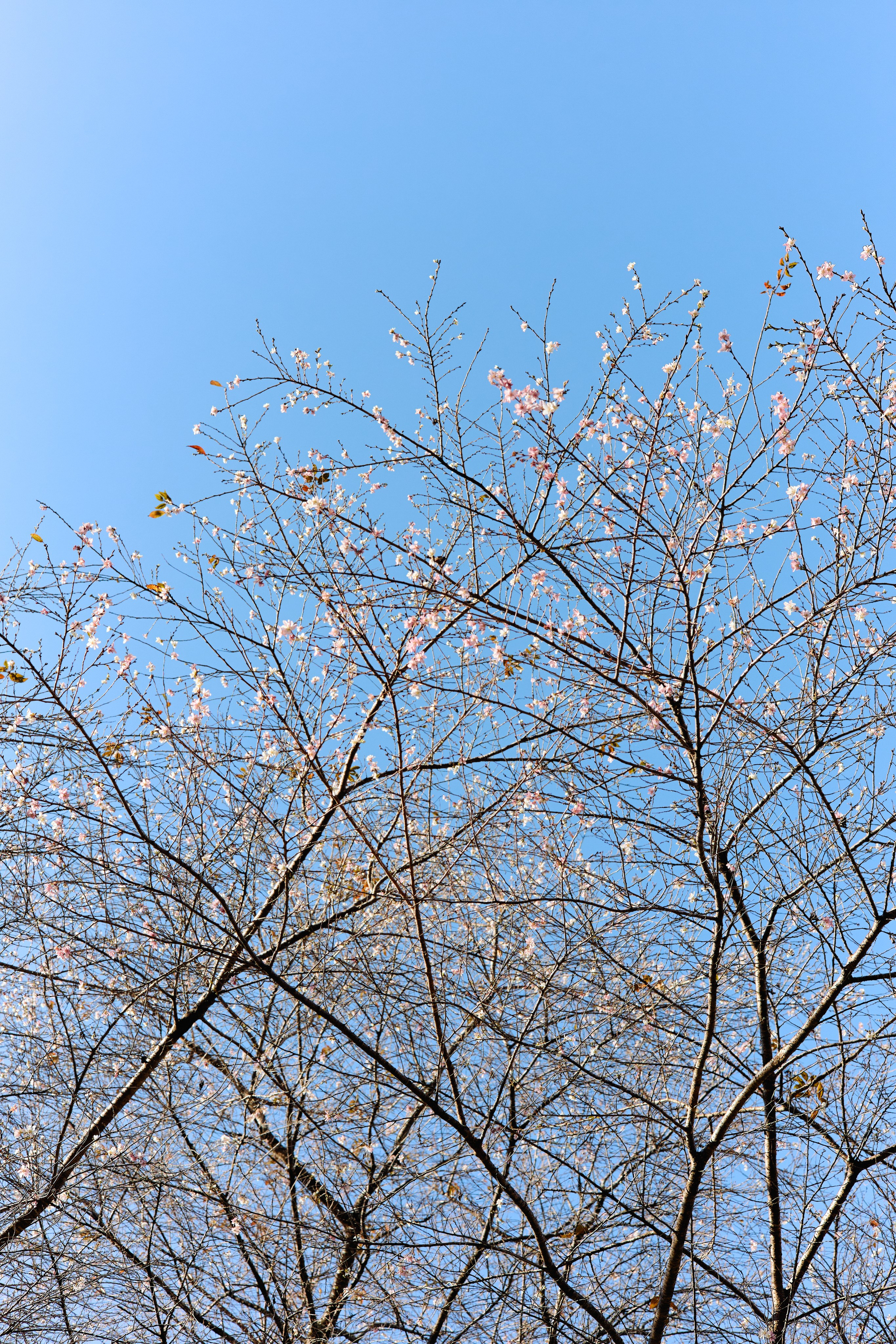 Япония. Профессиональный Фотограф во Владимире, в Москве и в Суздале — Полина Романычева