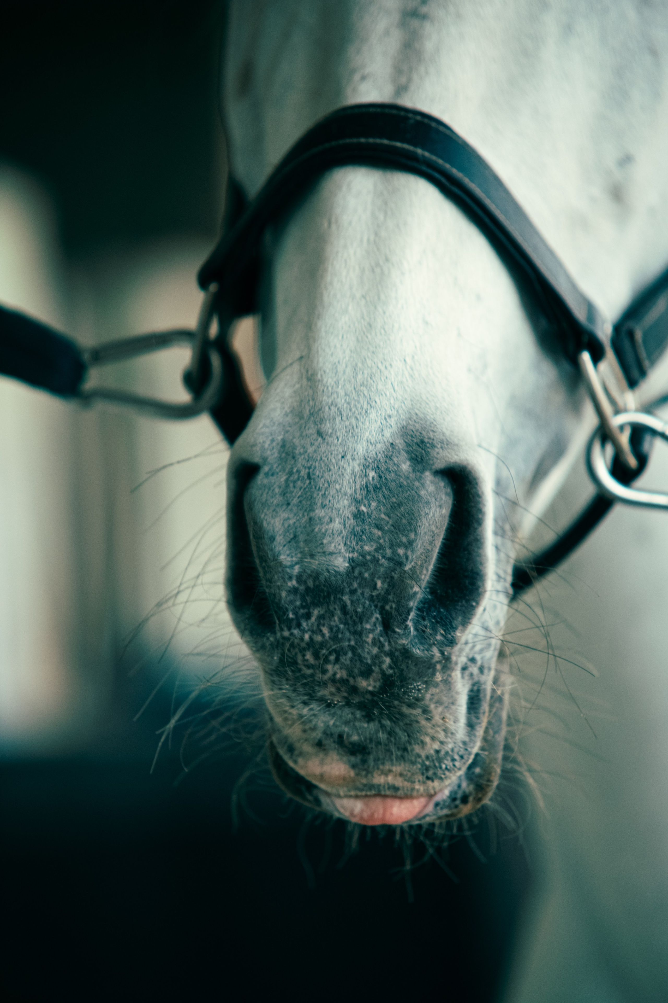 HORSES. Anastasiia Antoniuk portrait, family and couple photographer, Portugal