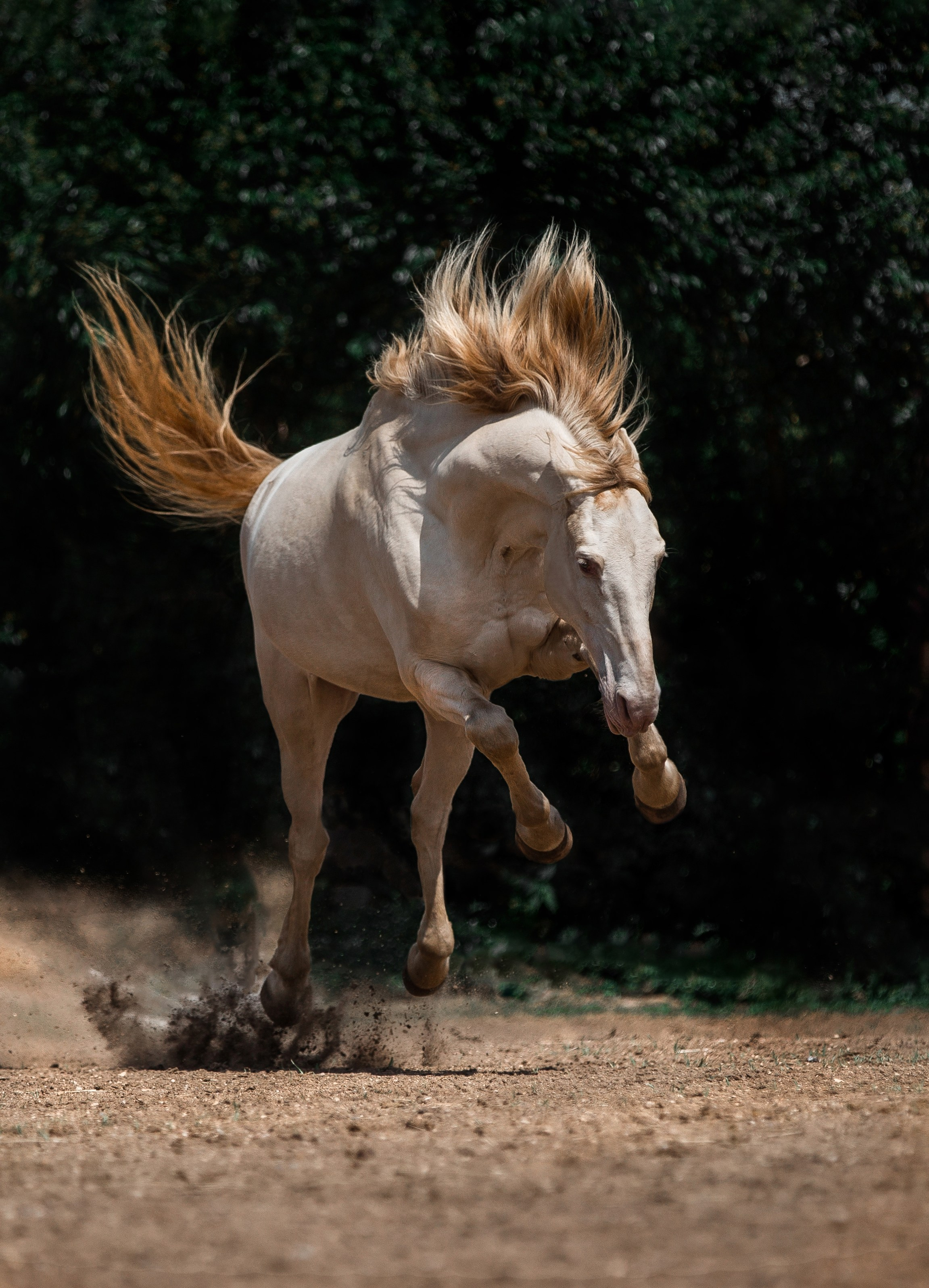 Разное. Фотограф-анималист Ксендзова Кристина