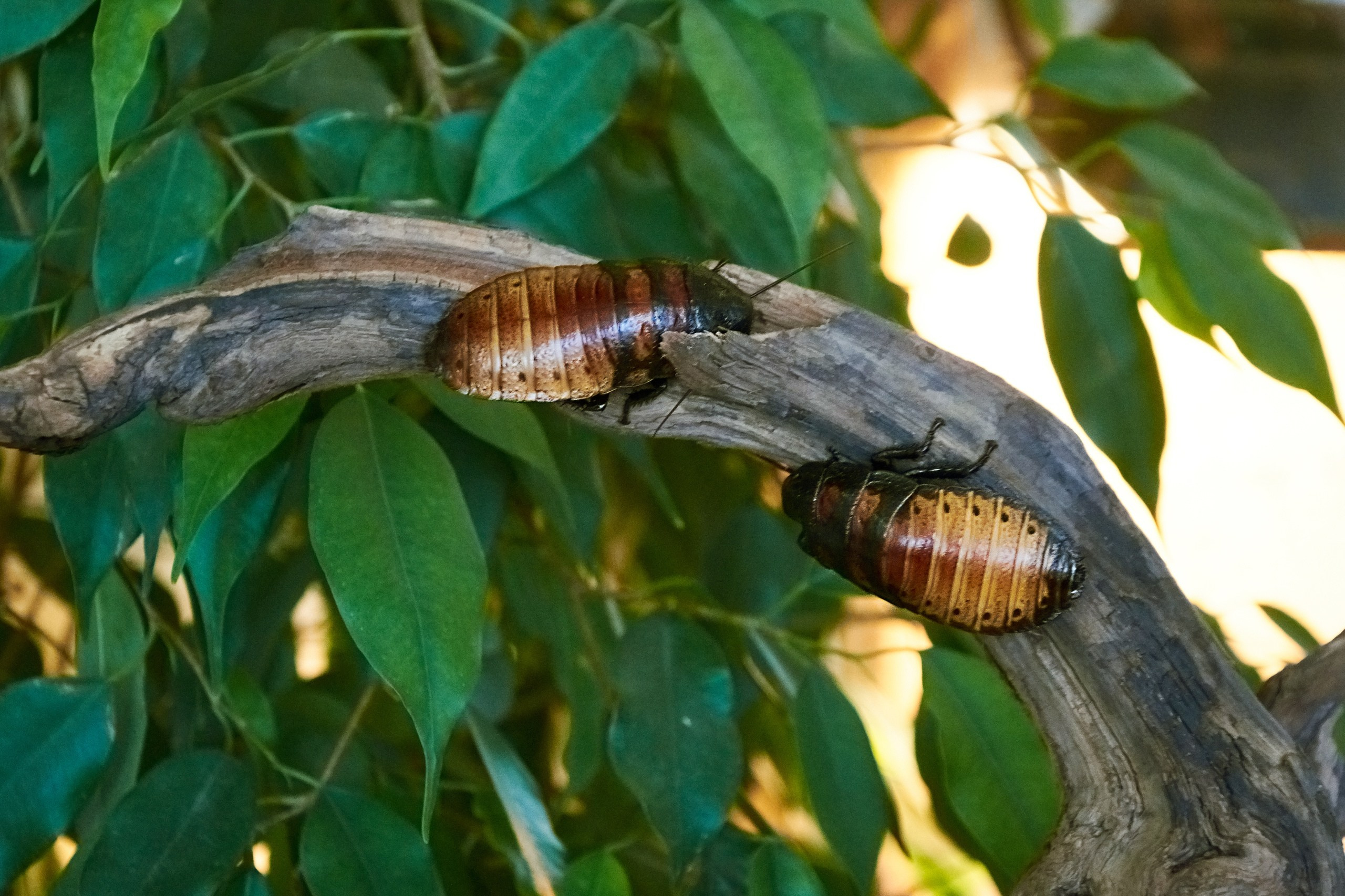 Костромской экзотариум. Ольга Чёкотова (Фотограф Кострома)