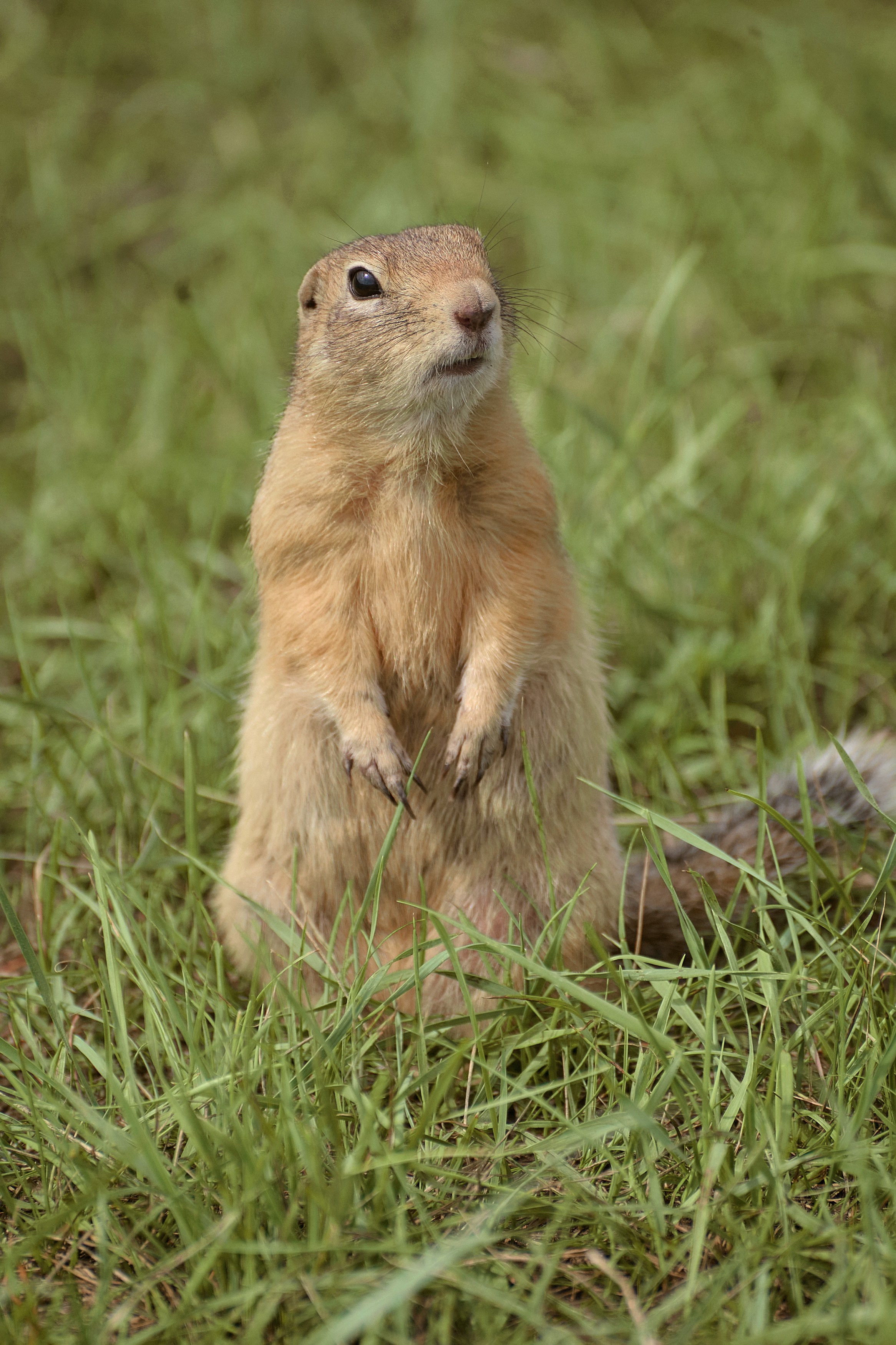 Портфолио репортажной фотосъёмки: эко-фестиваль "Калина-Малина". Фотограф Яковлев Роман — Красноярск