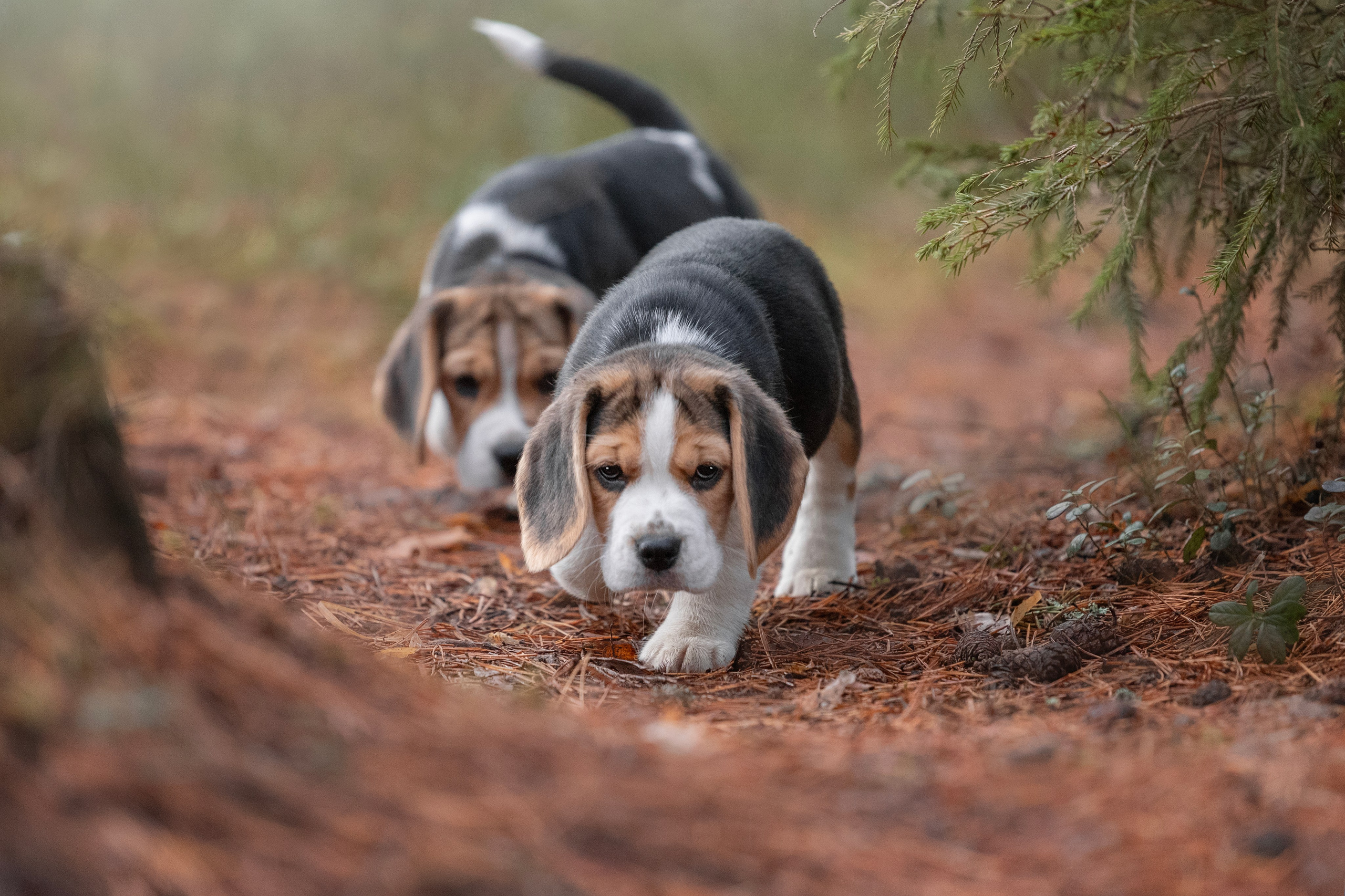 два щенка бигля охотятся в сосновом лесу