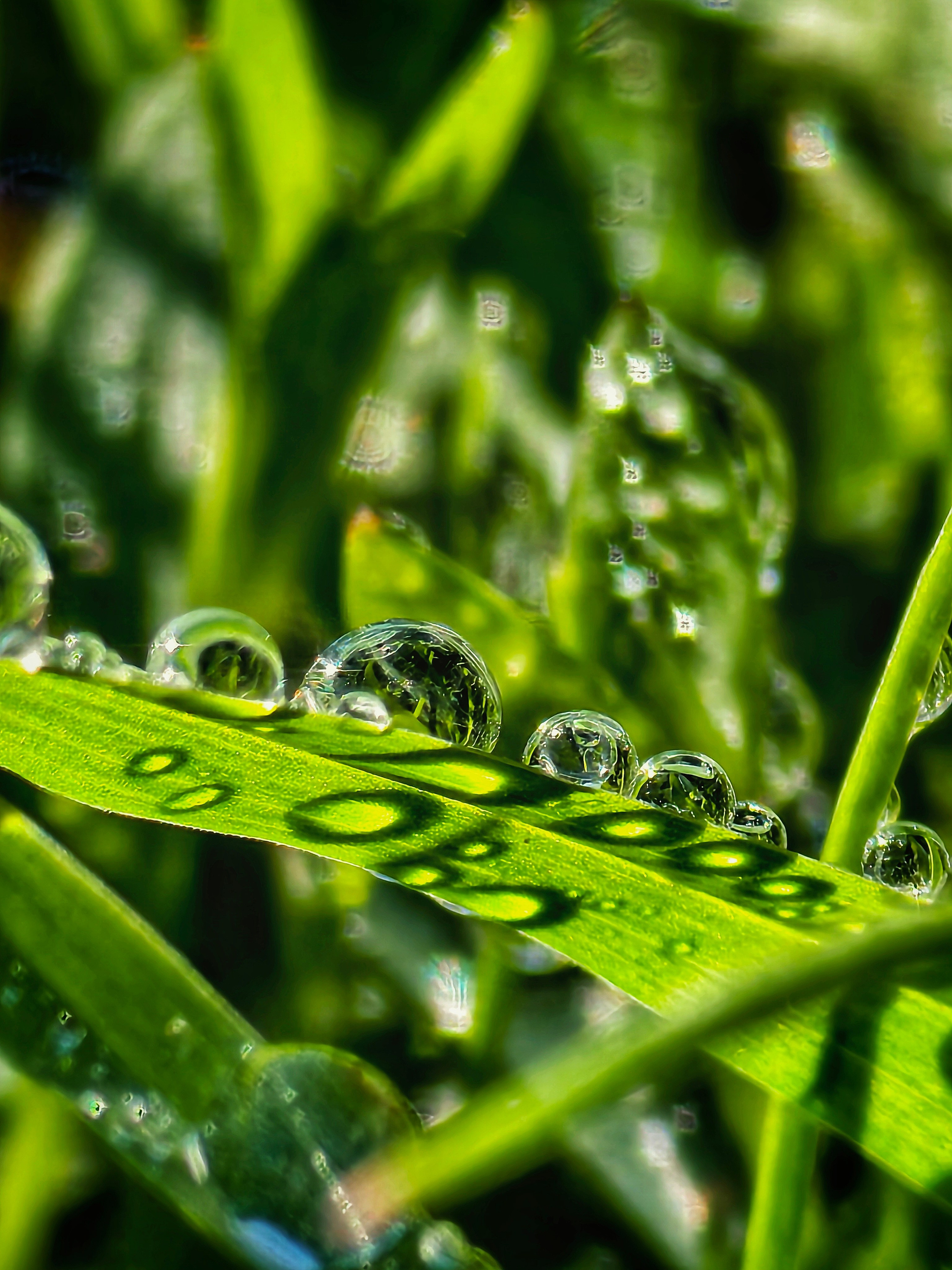 Макрофотографии капель воды: детали дождя, росы и абстракции | Съемка крупным планом