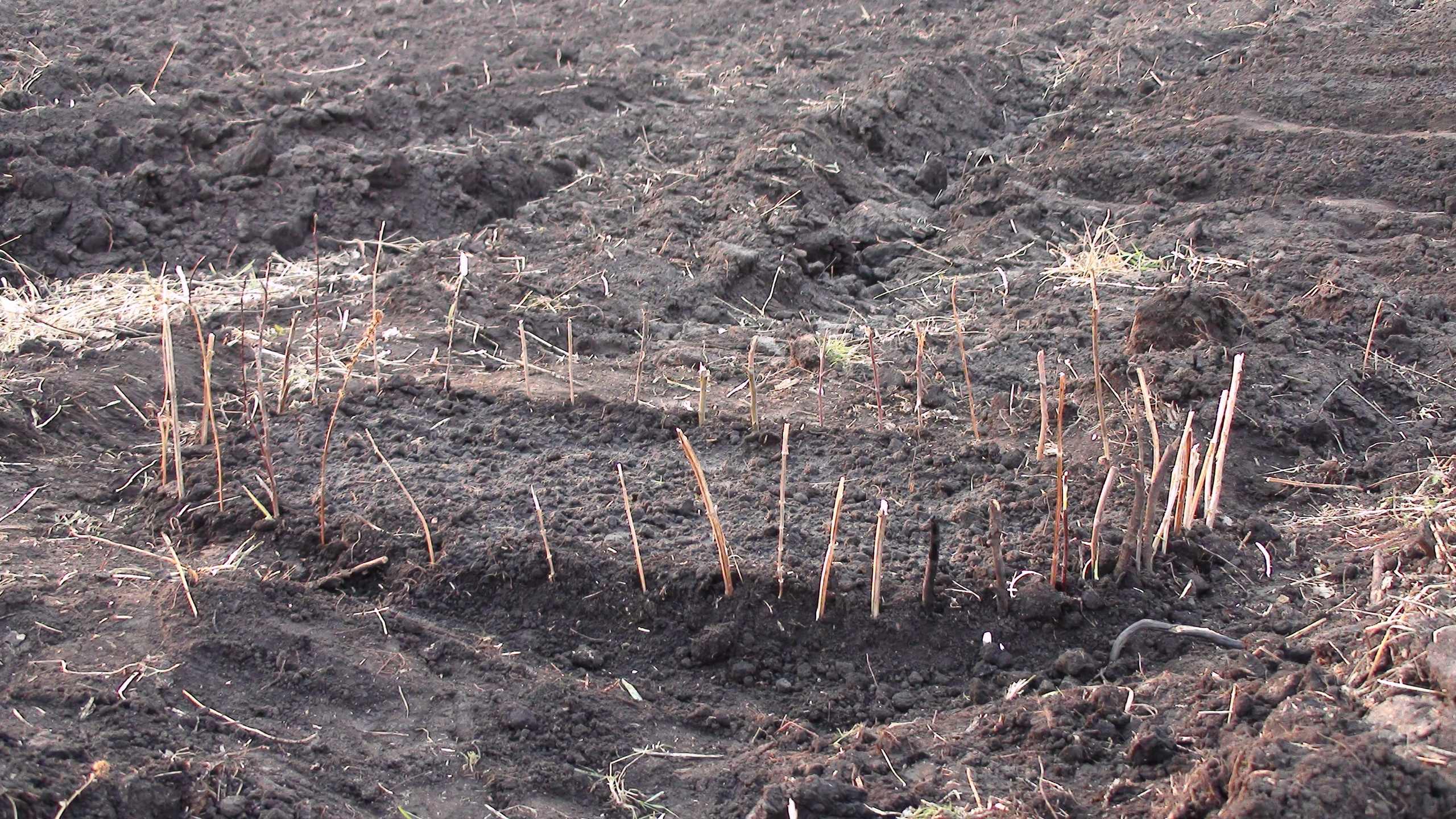 Дача 11.05.2009. Семейный, Свадебный фотограф СПБ Питер— Романова Екатерина