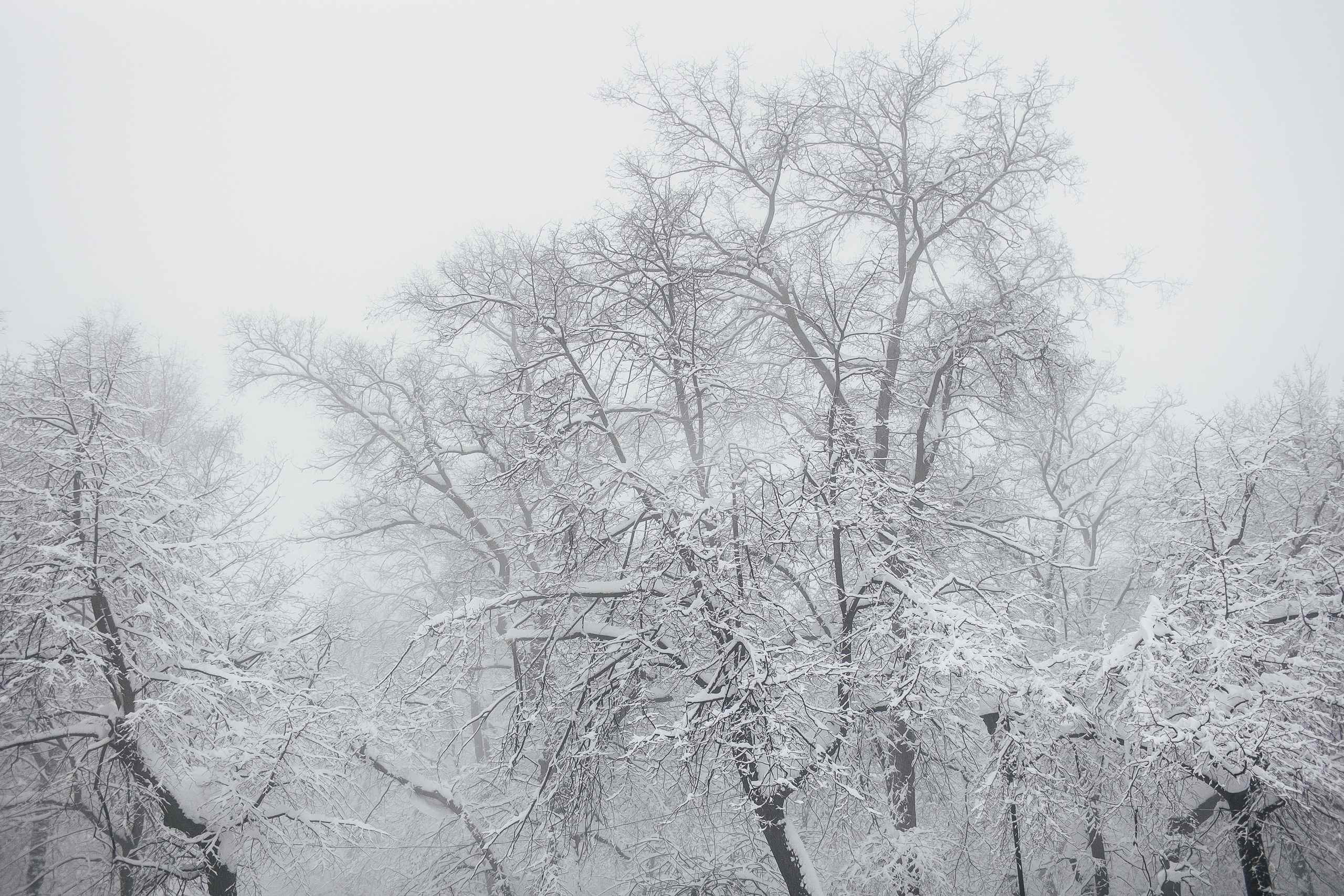 PAVEL & TATIANA. Свадебный фотограф в Ульяновске Владимир Лесников