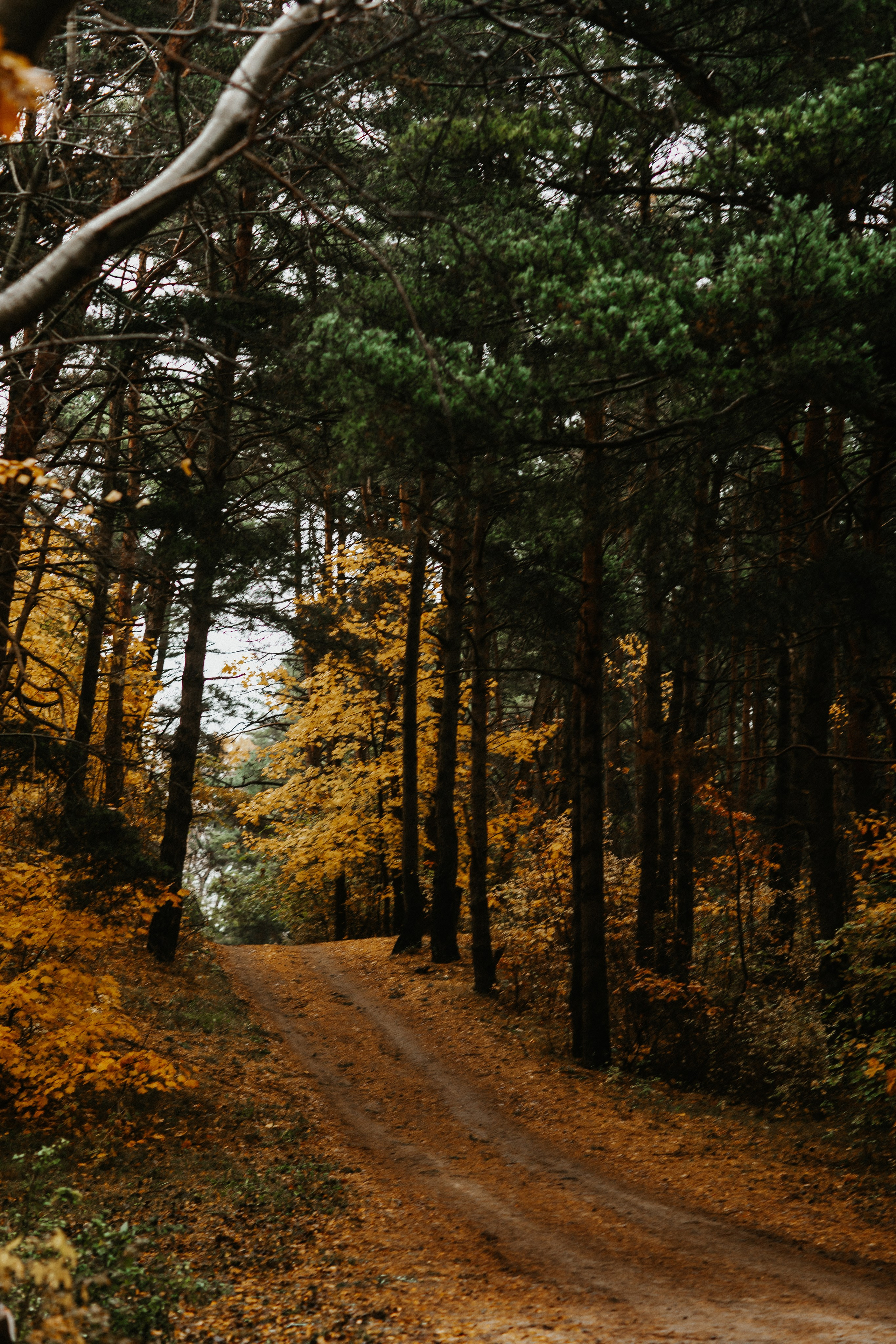 Балтийск/Калининград. Свадебный и семейный фотограф/видеограф в Краснодаре Наталья Осинская