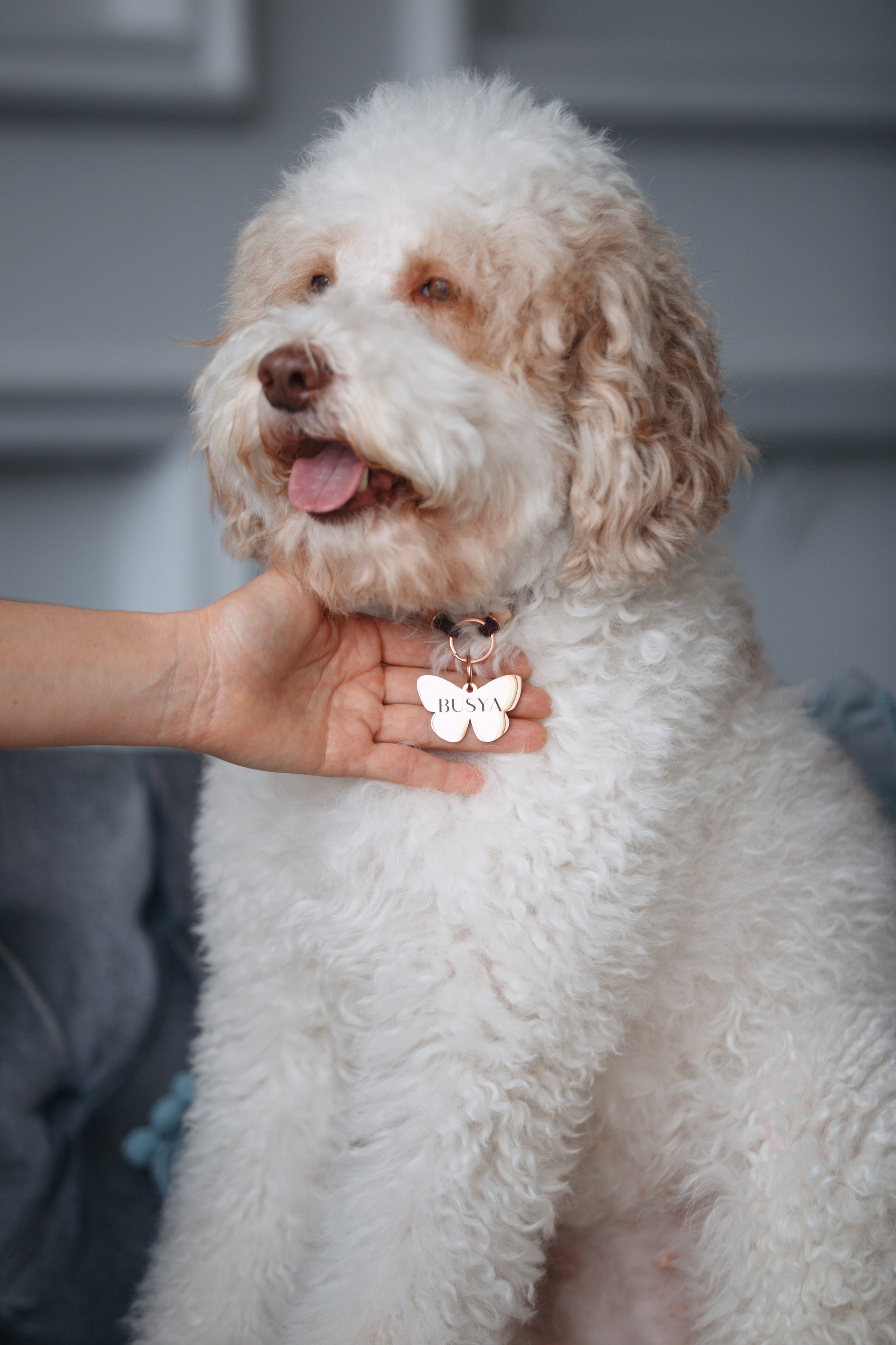 Bmbh лежанки и адресники. Фотограф анималист Кристина Карпова, Москва