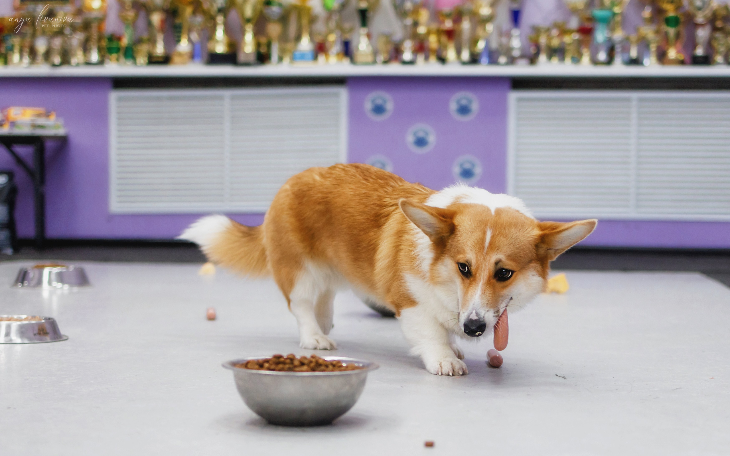 НГ конкурсы в «Simply the Best». Фотограф анималист Аня Ливанова | Рыбинск